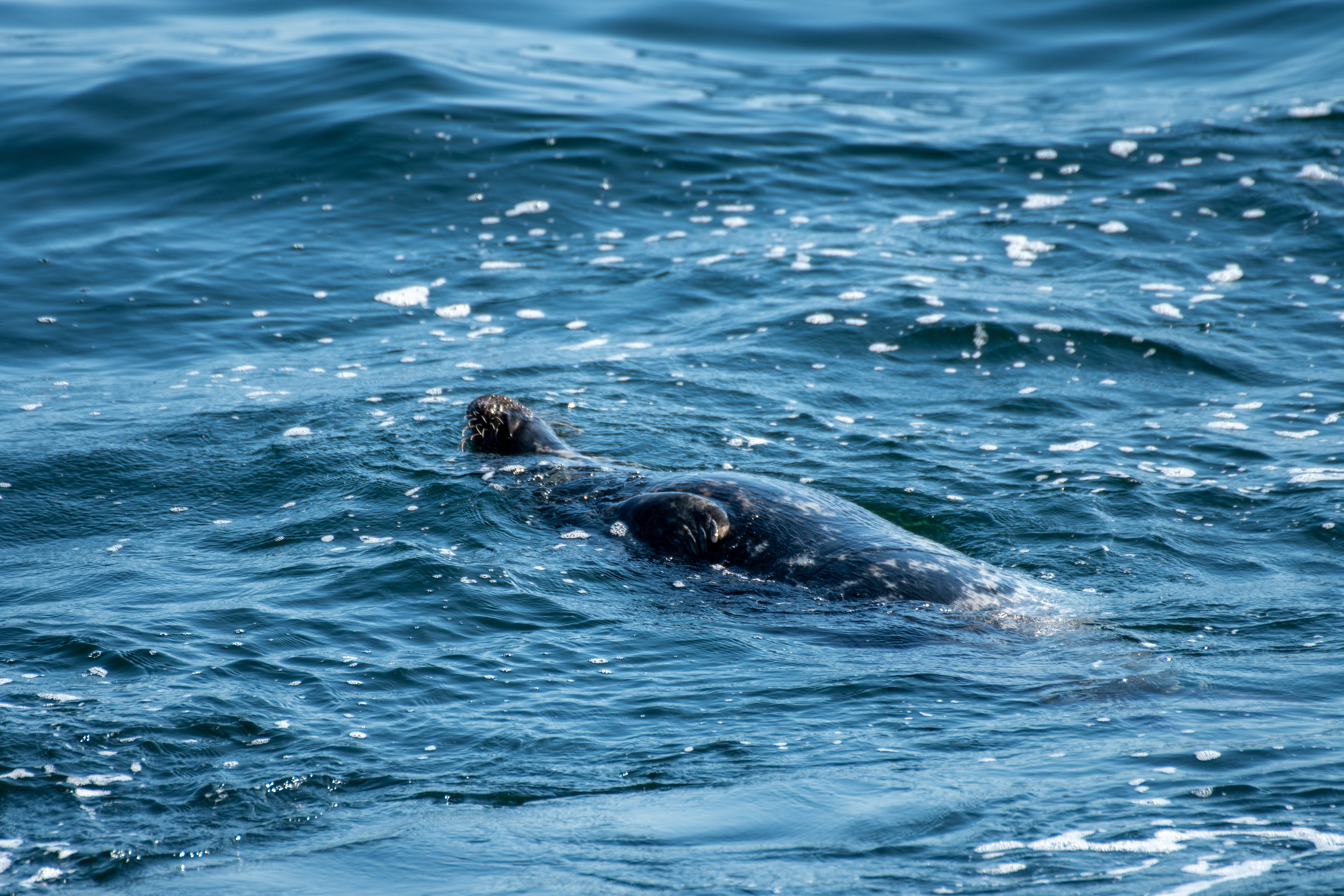 Grey seal (Monhegan, ME)