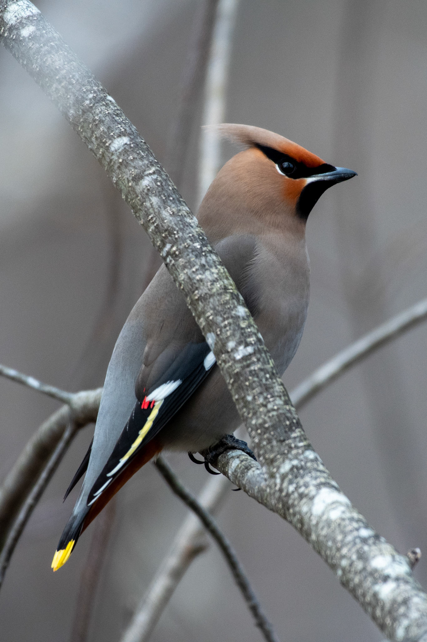 Bohemian Waxwing  (Enfield, NH)