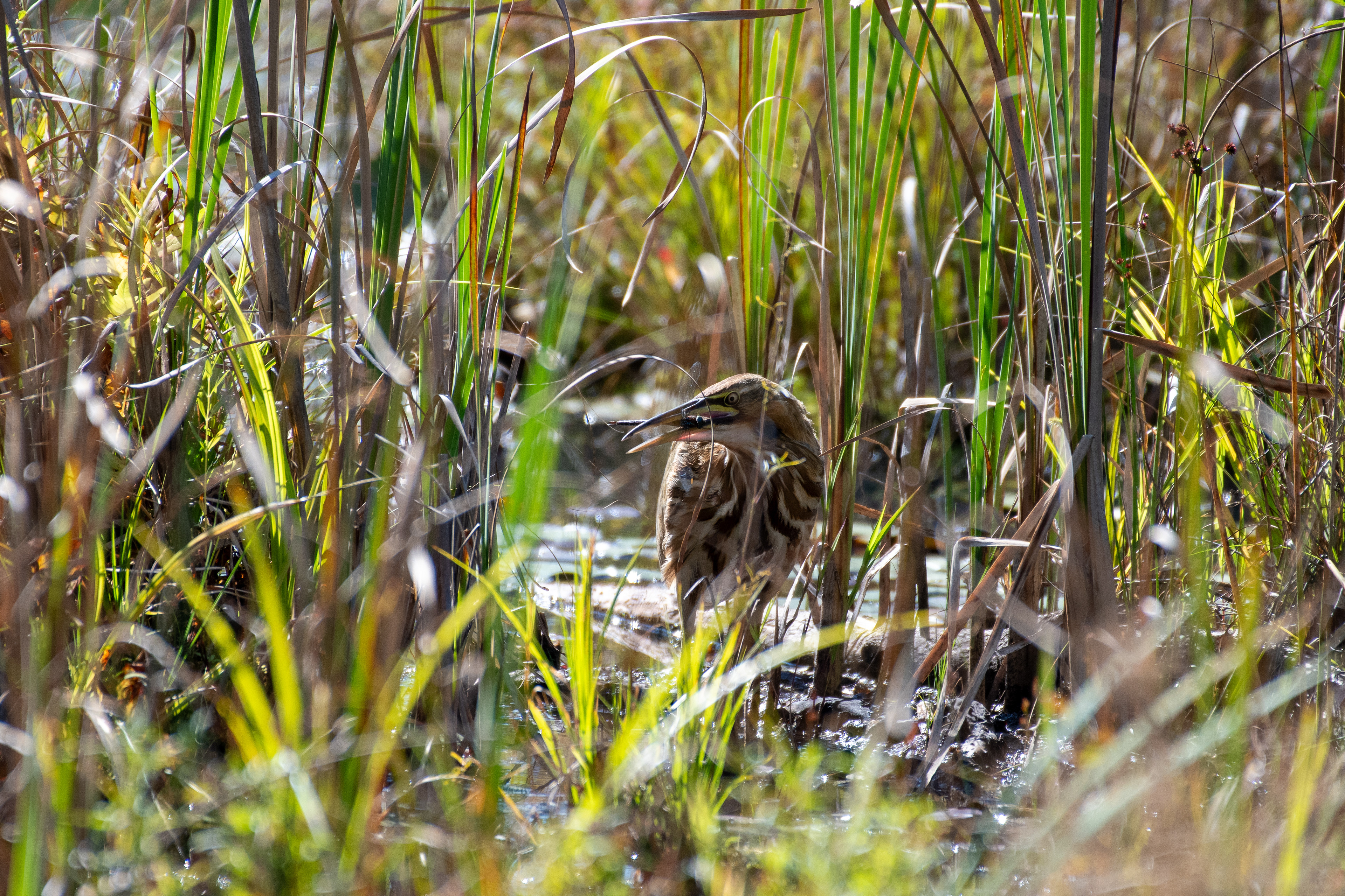 American bittern (Thetford, VT)