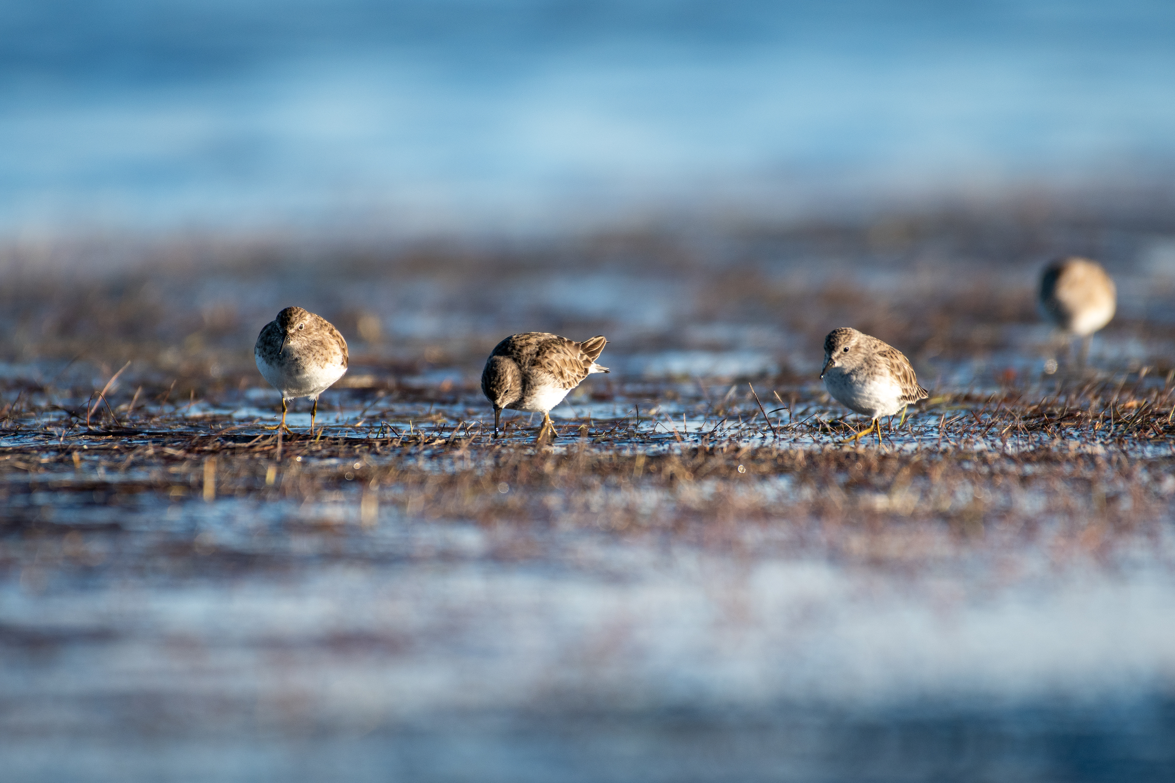 Least sandpipers