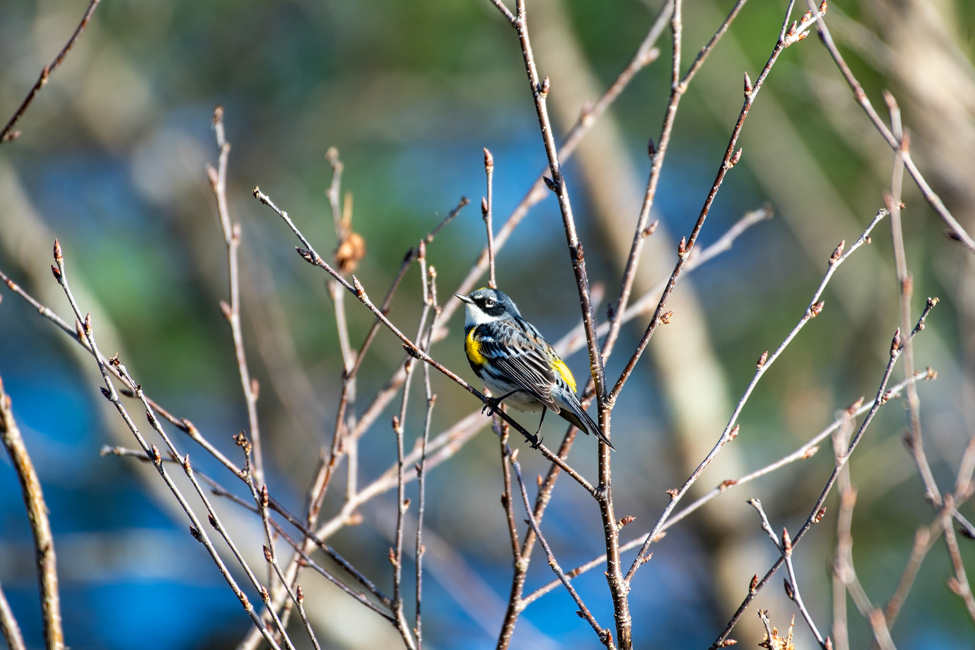 Yellow-rumbed Warbler (Enfield, NH)