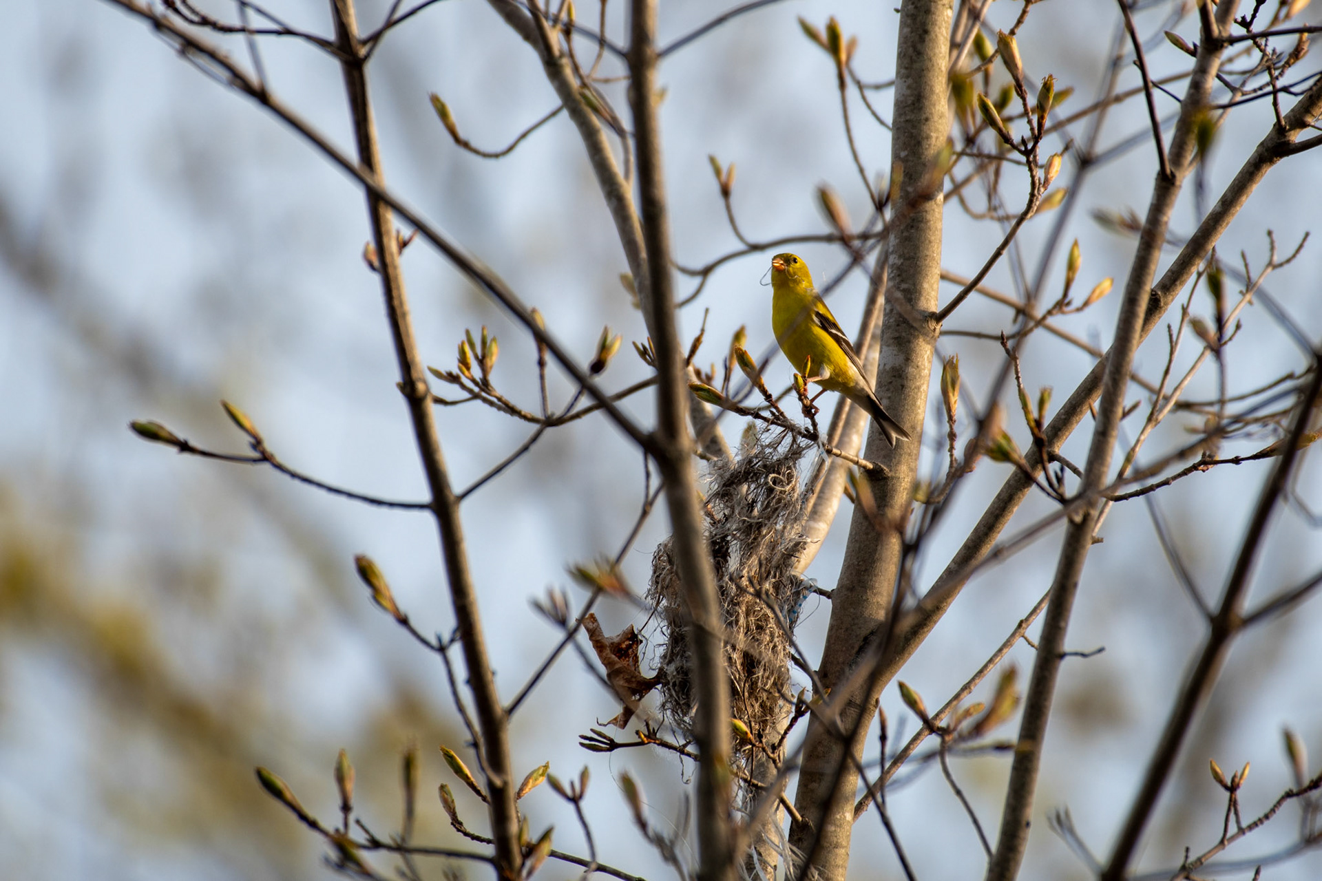 American goldfinch