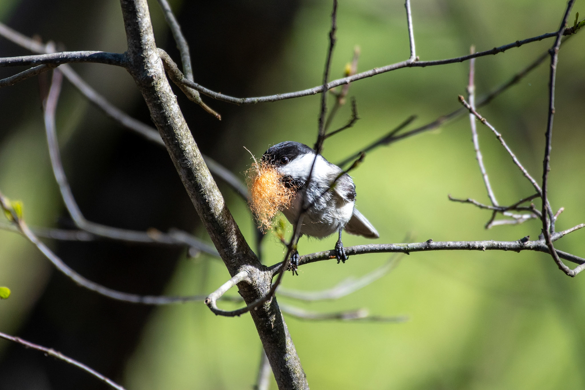 Black-capped chickadee (Enfield, NH)