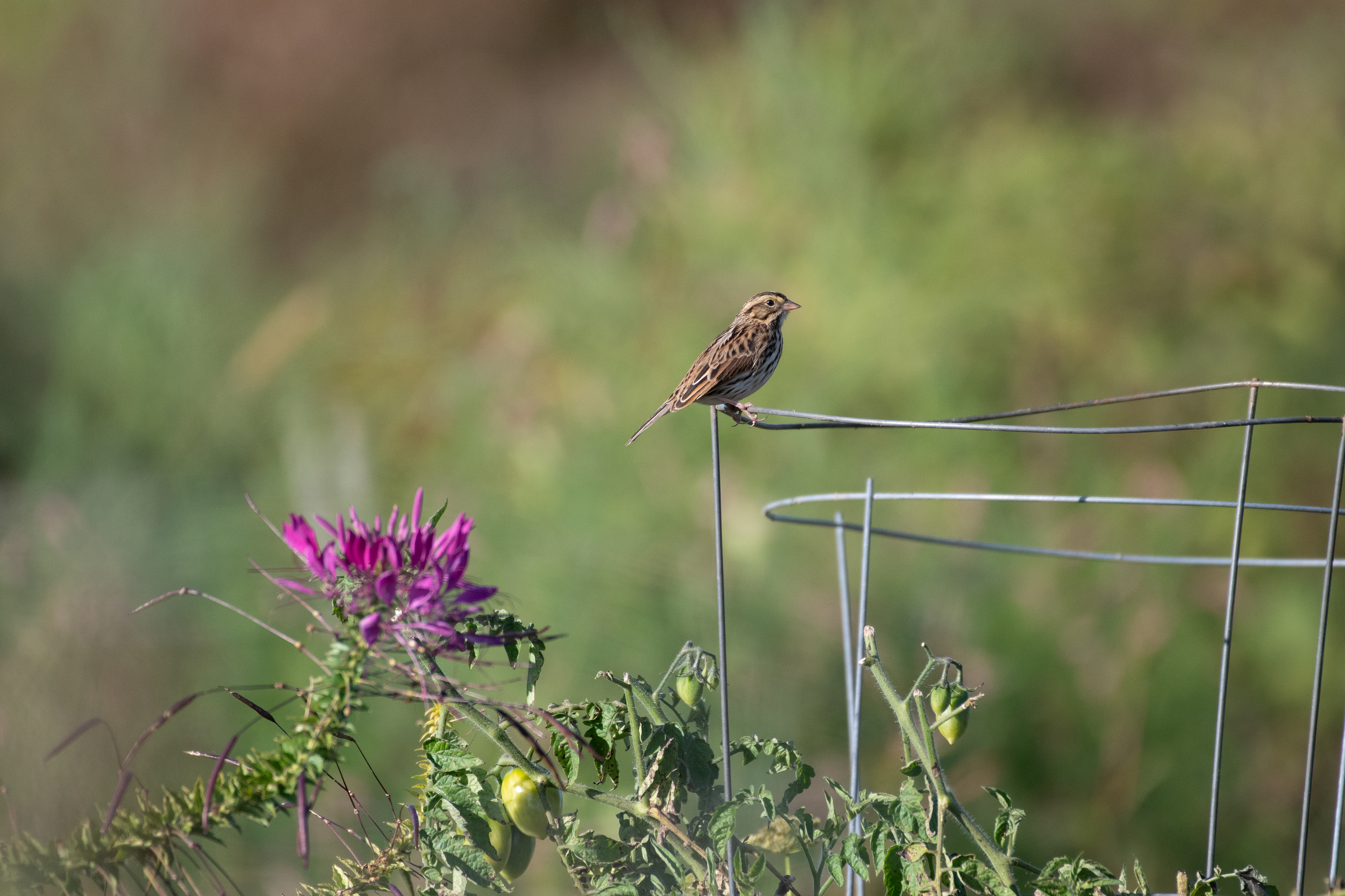 Savannah sparrow (Concord, NH)