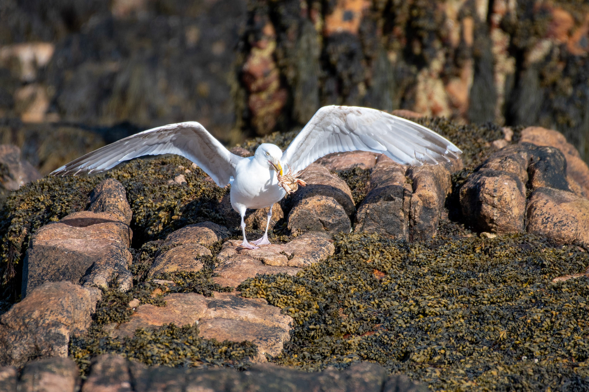 American Herring Gull