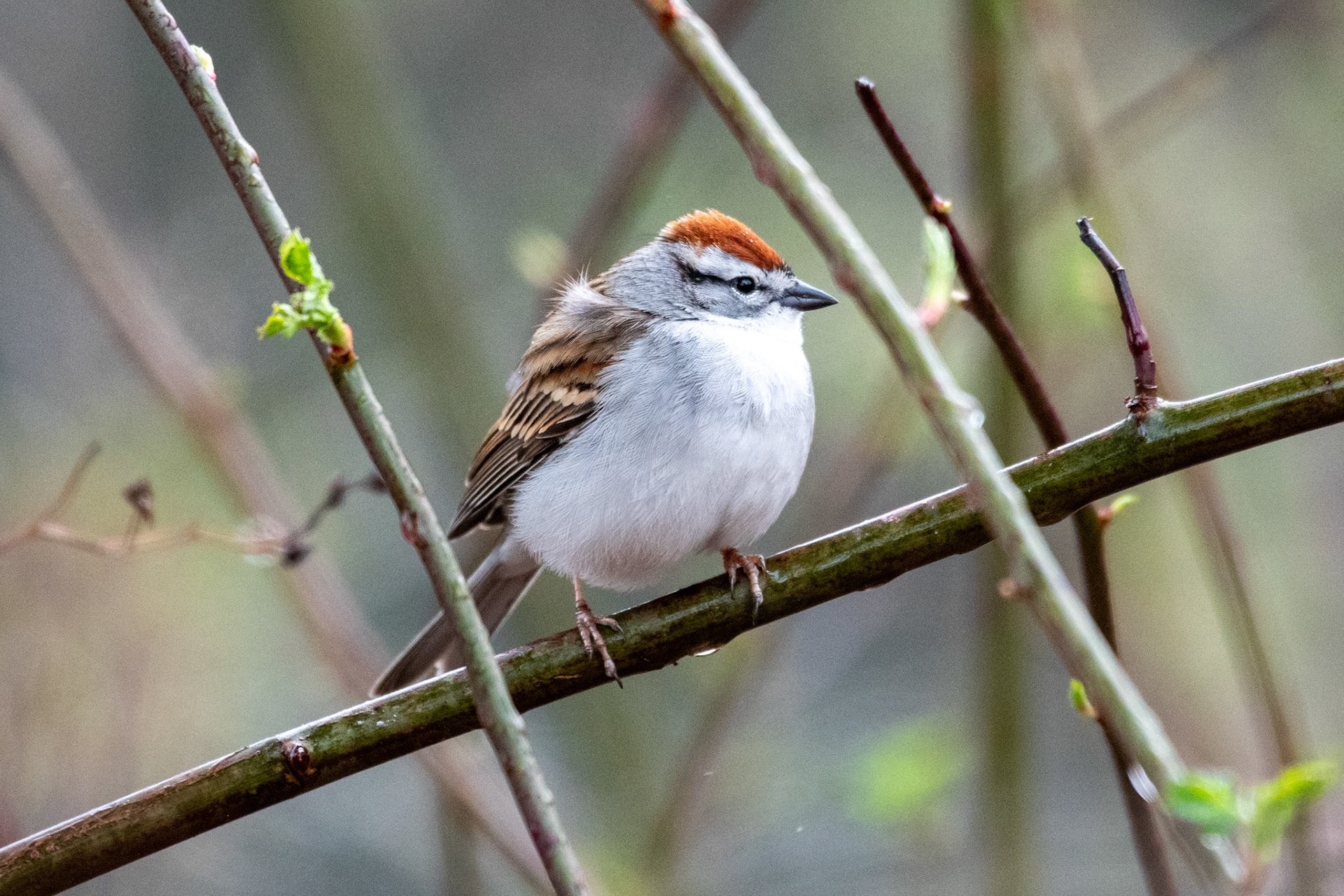 chipping sparrow