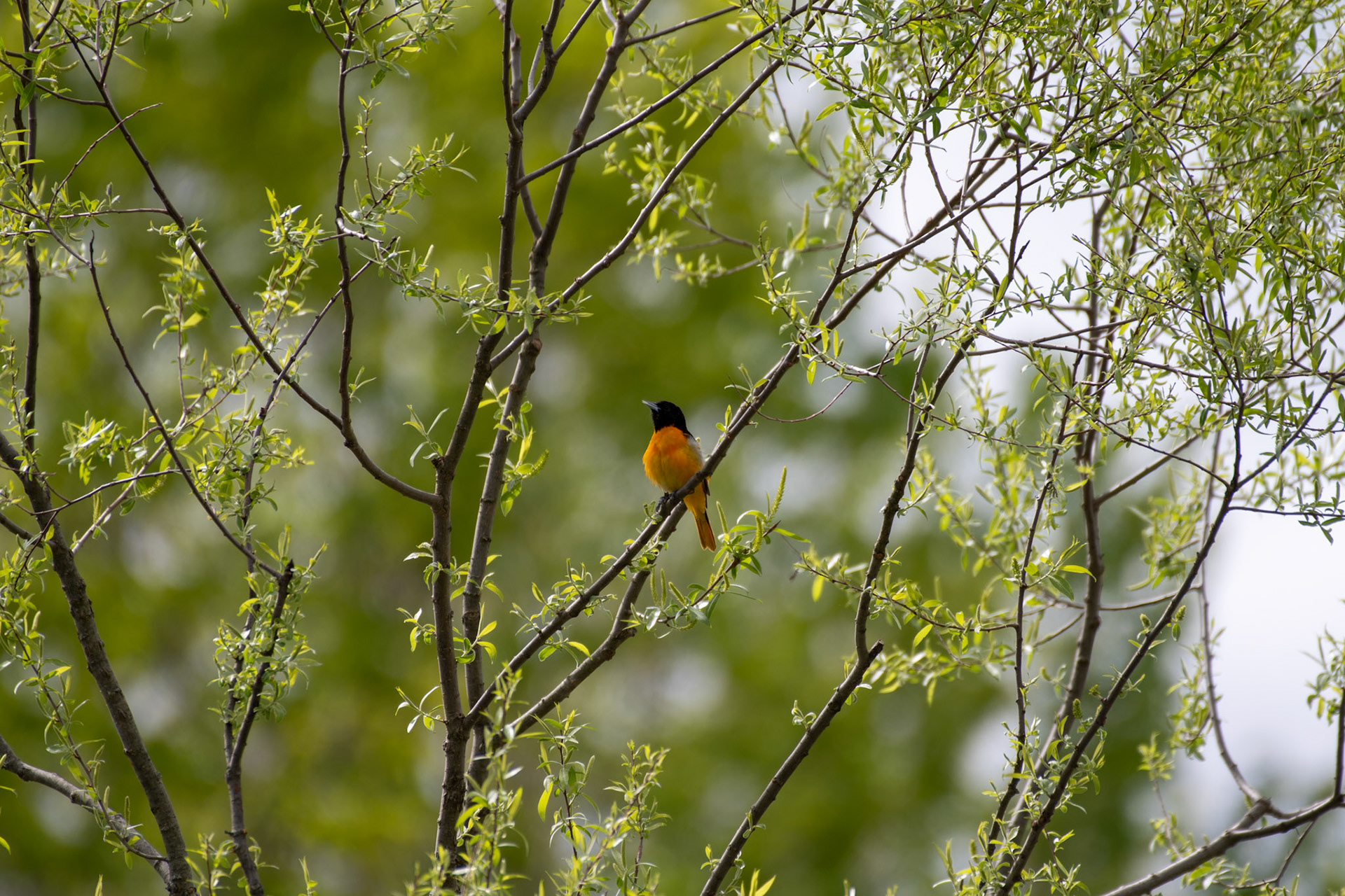 Baltimore oriole (Enfield, NH)