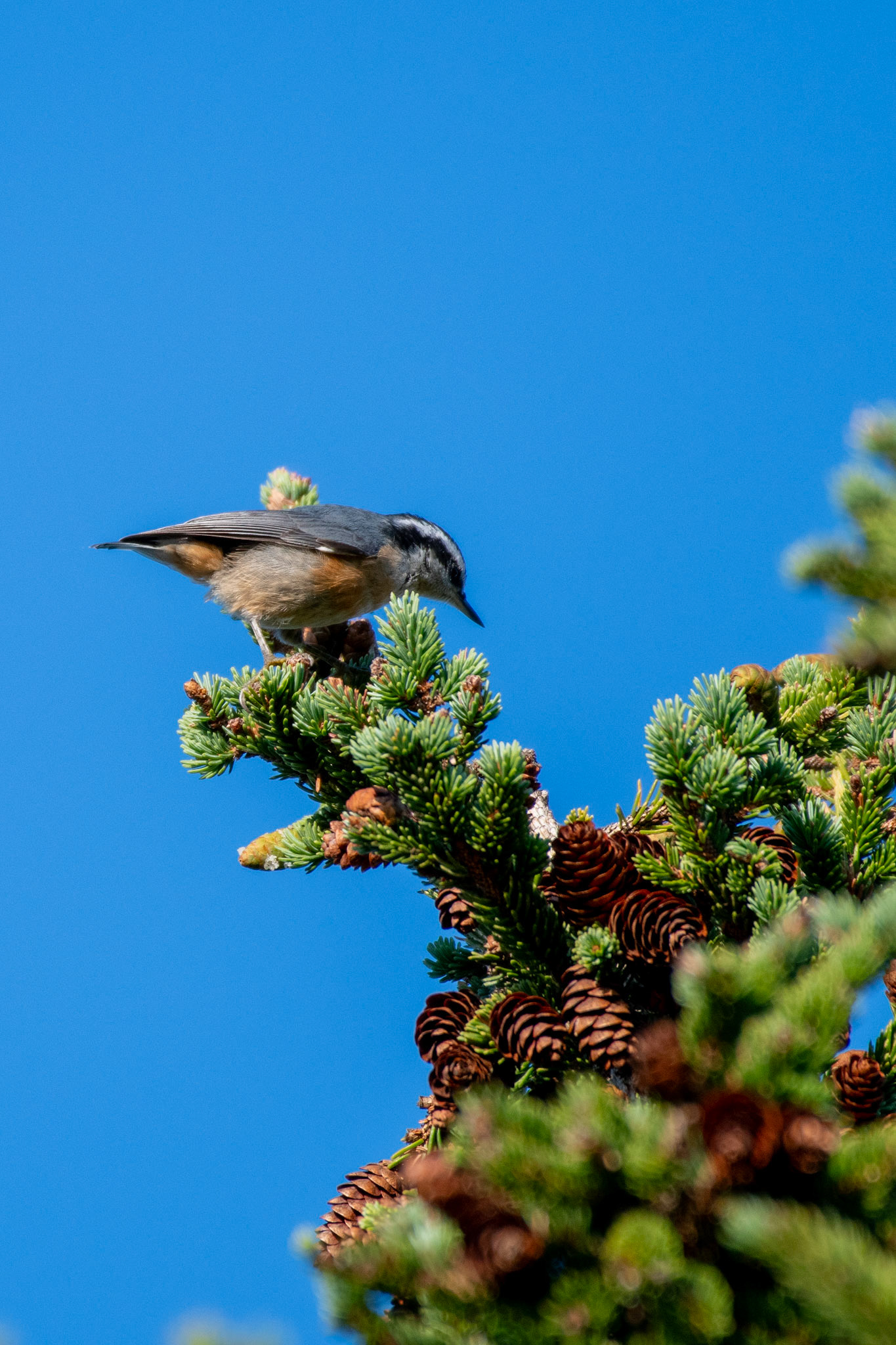 Red-breasted Nuthatch