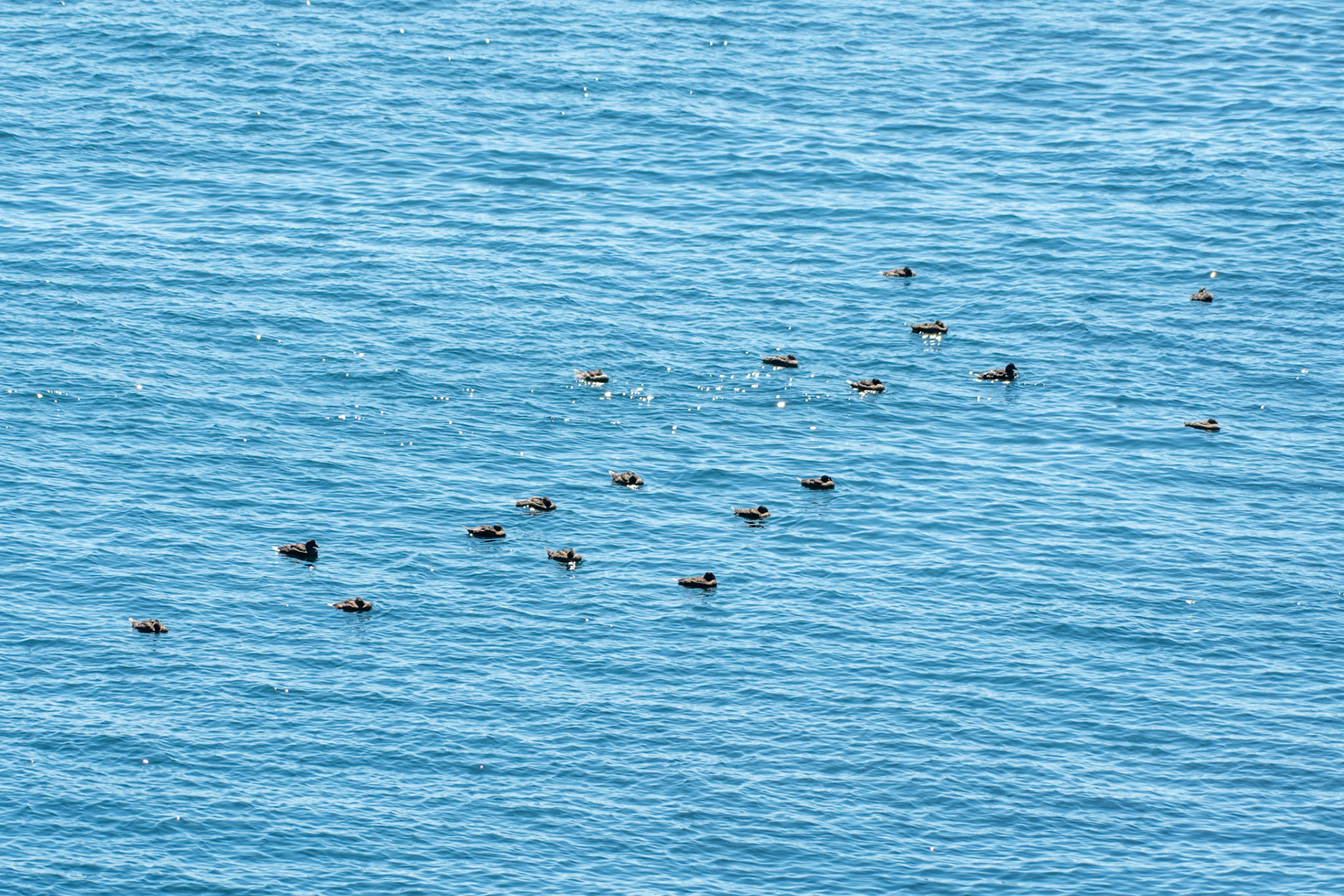 Common Eiders (females)