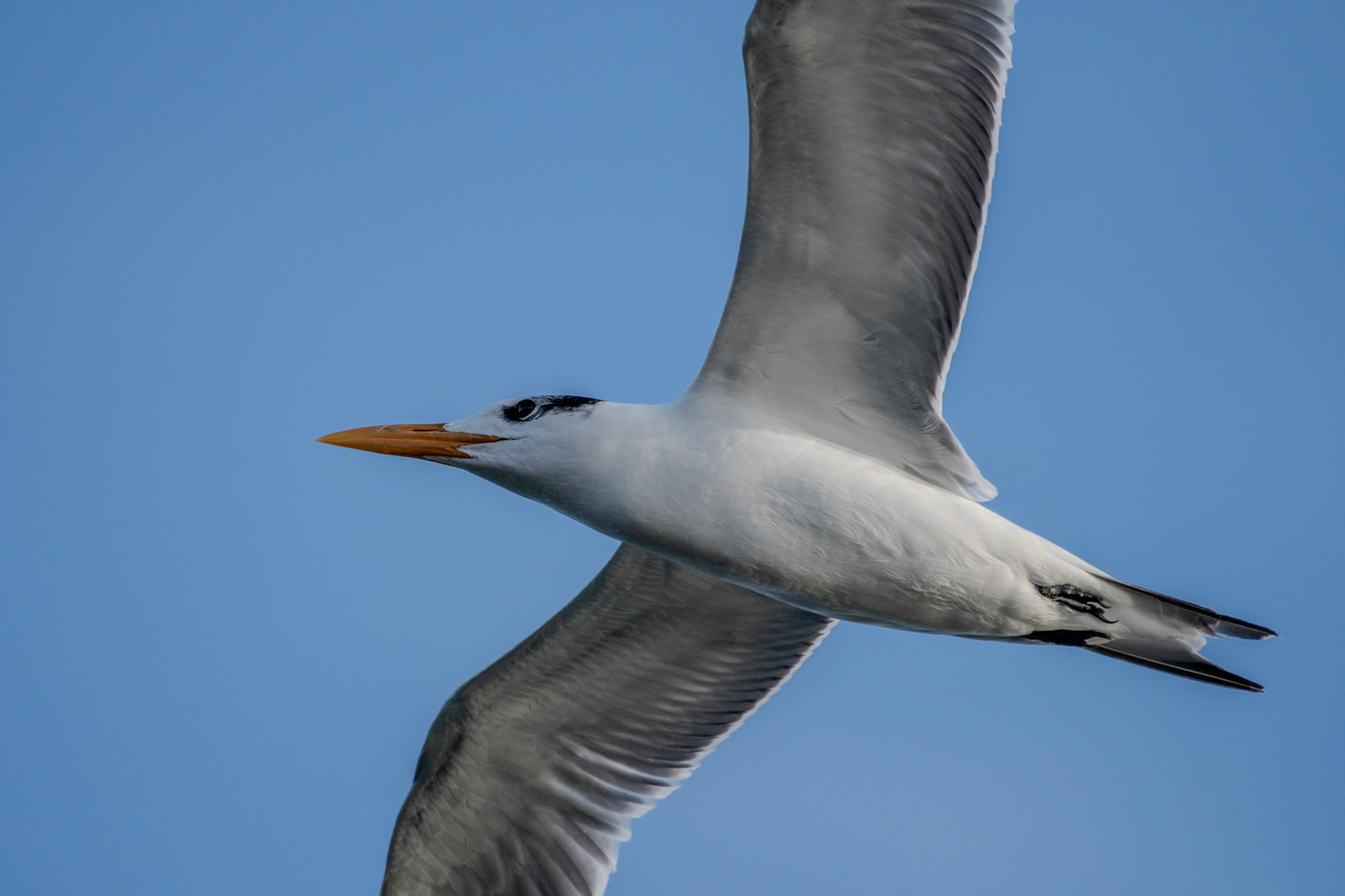 Royal tern