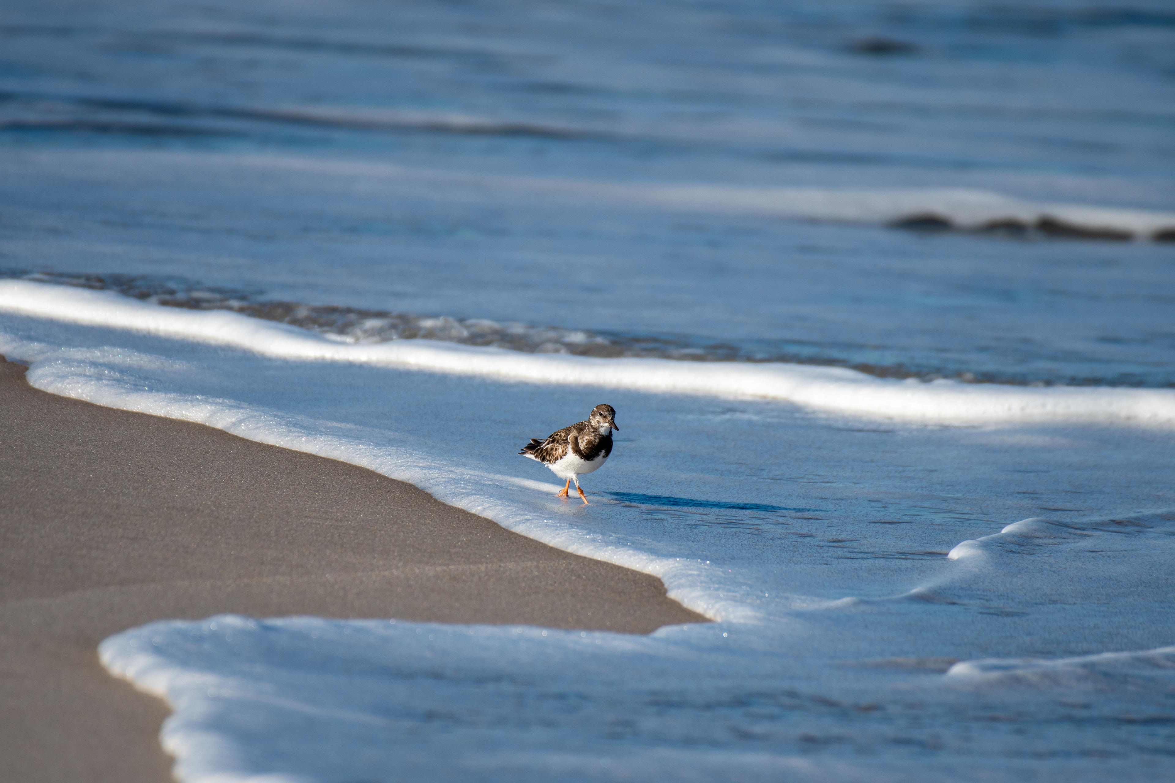 Ruddy turnstone