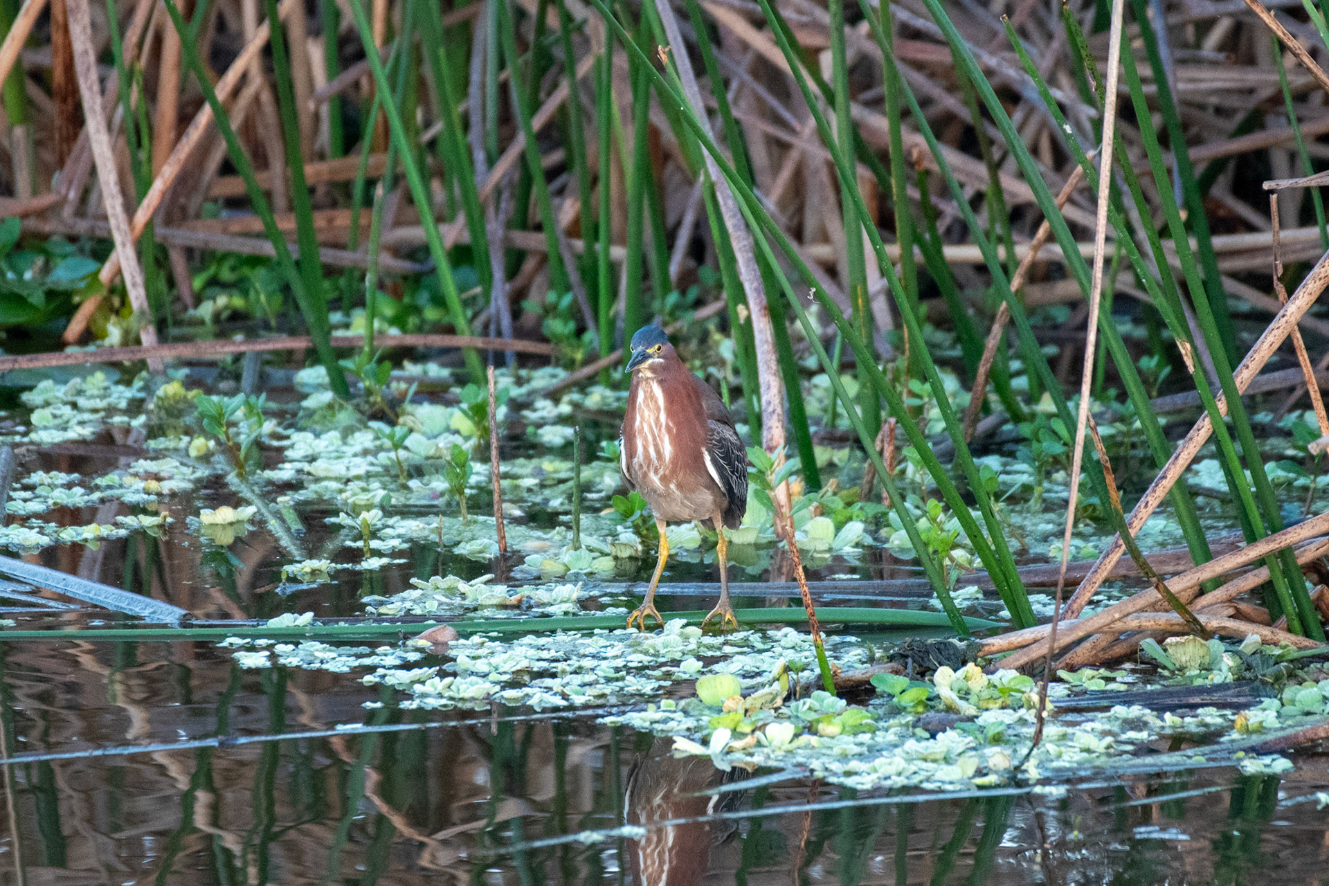 Green Heron