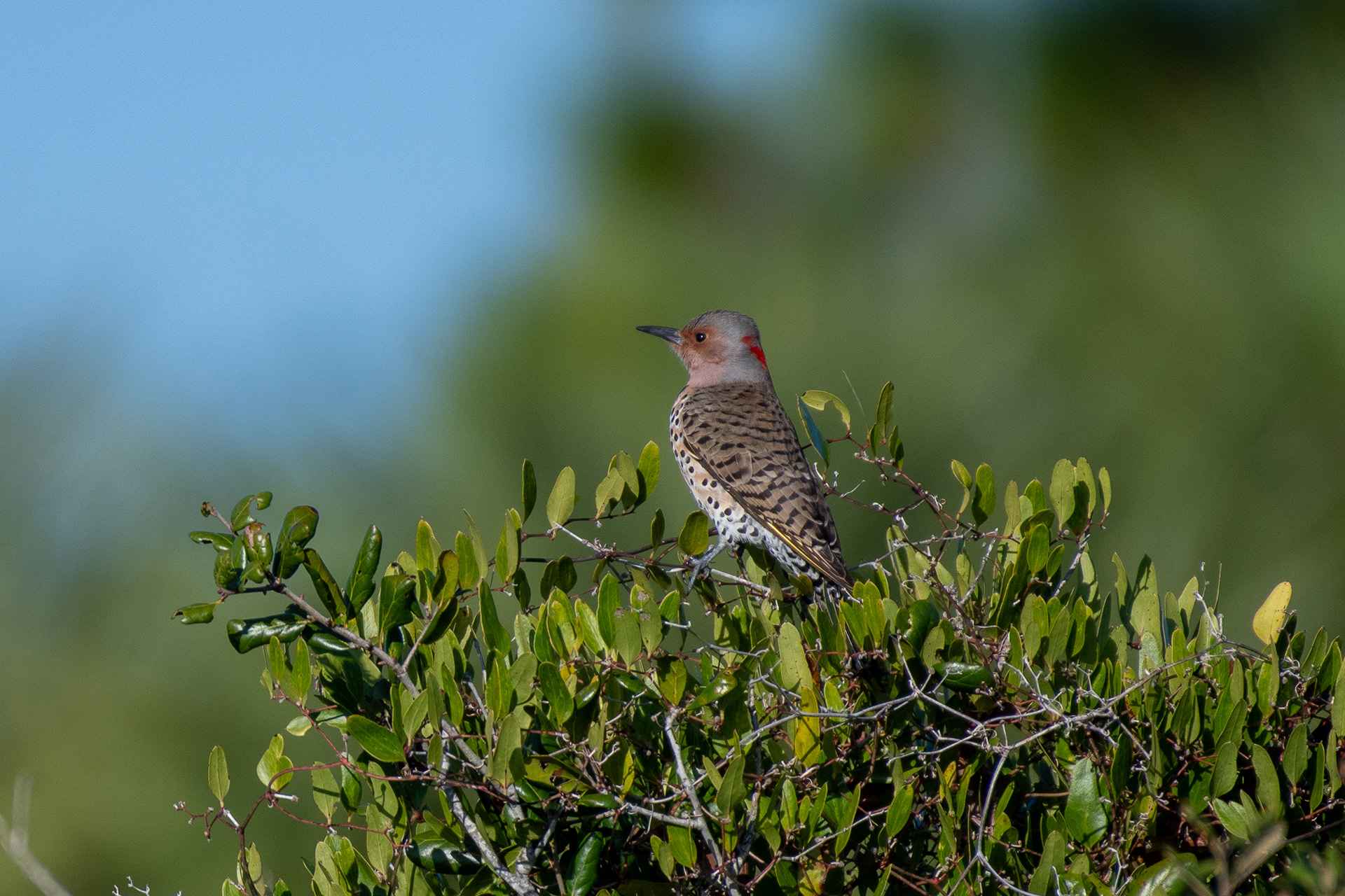 Northern flicker - ZF