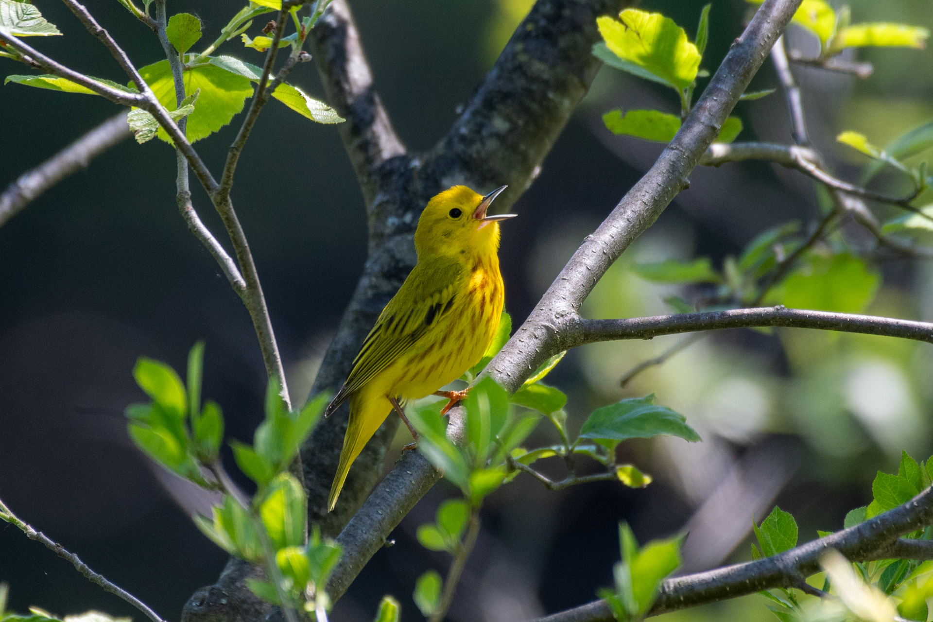 Yellow warbler (Enfield, NH)