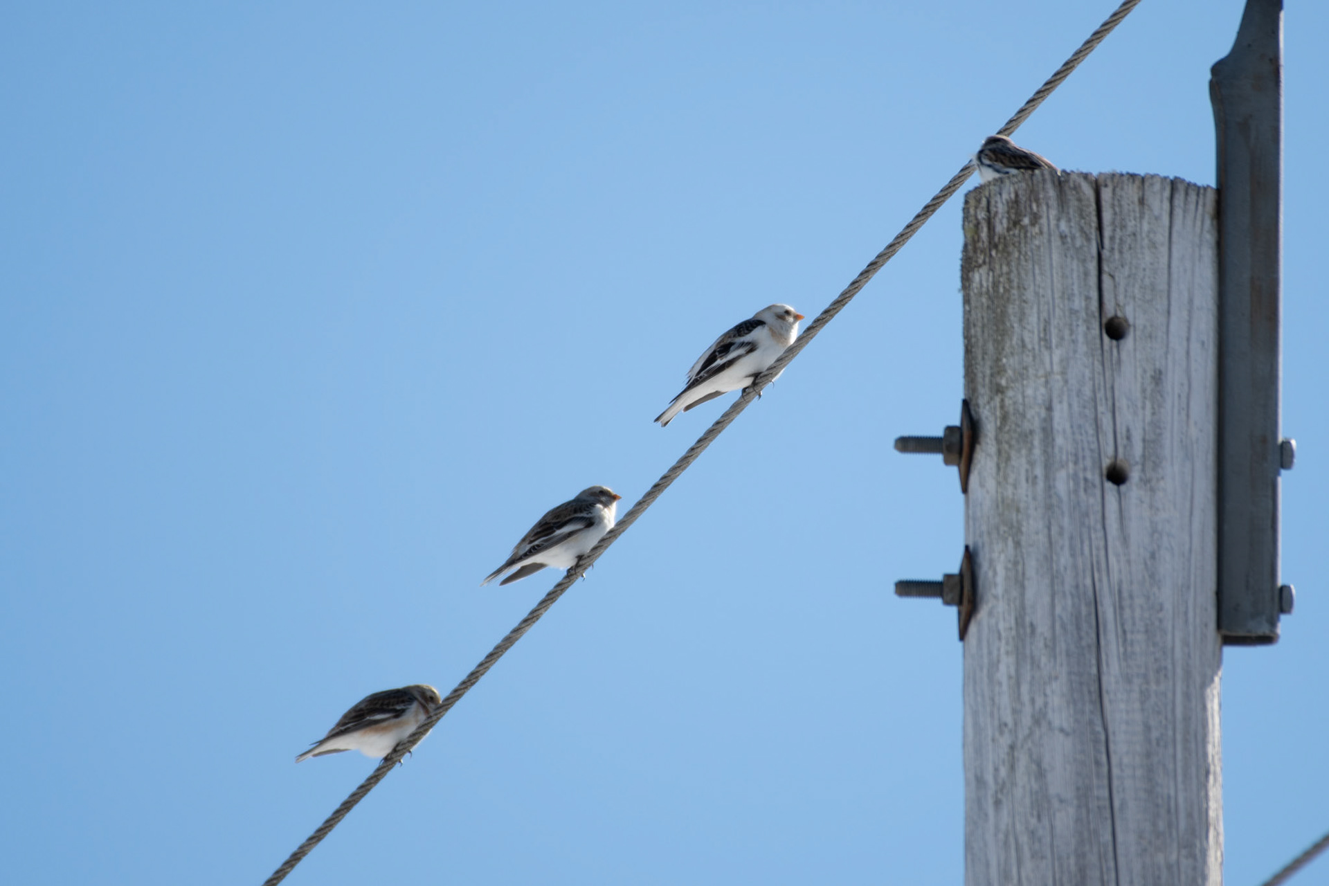 Snow buntings (Enfield)