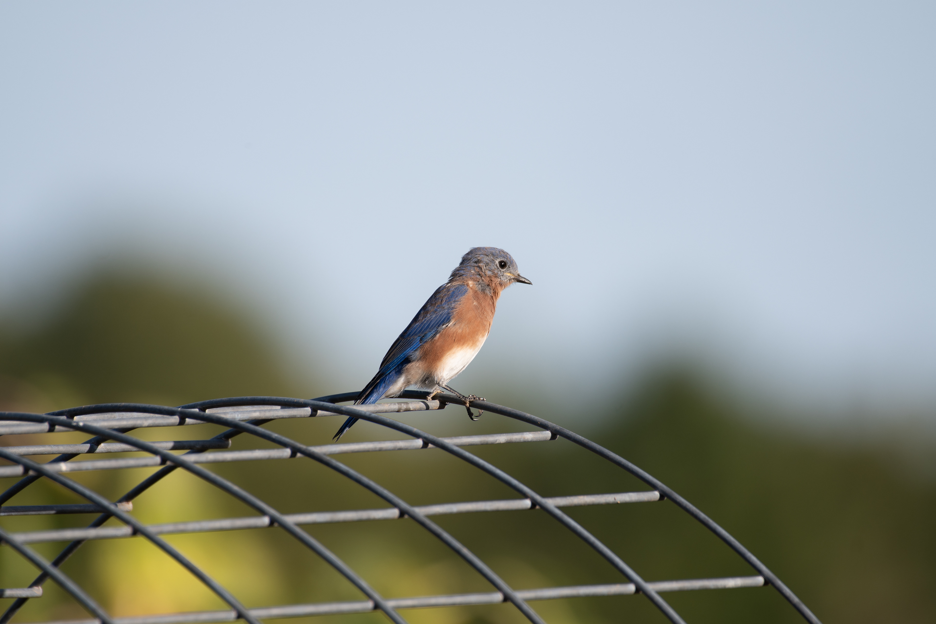 Eastern bluebird (Concord, NH)