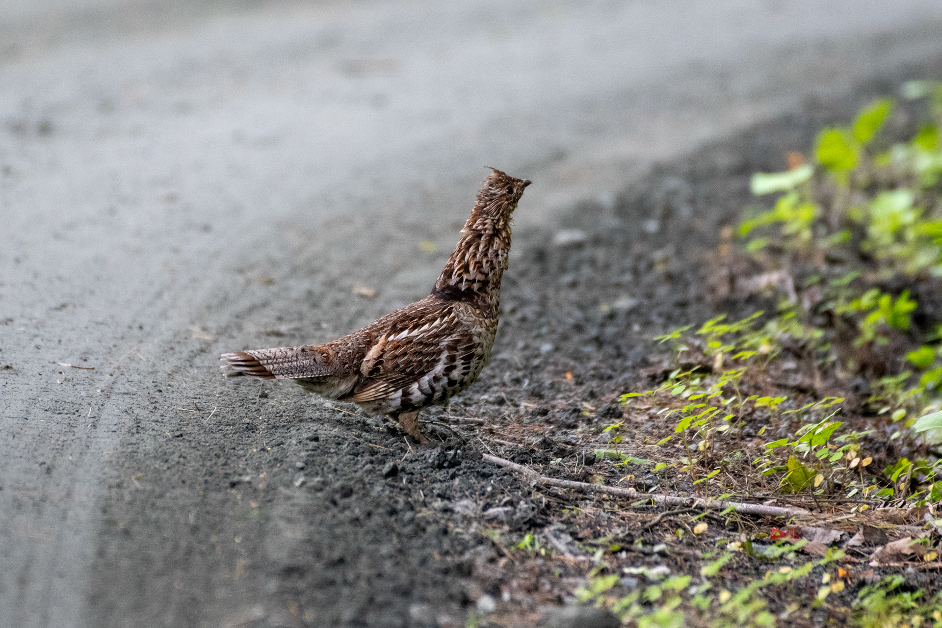 Ruffed grouse (Enfield, NH)