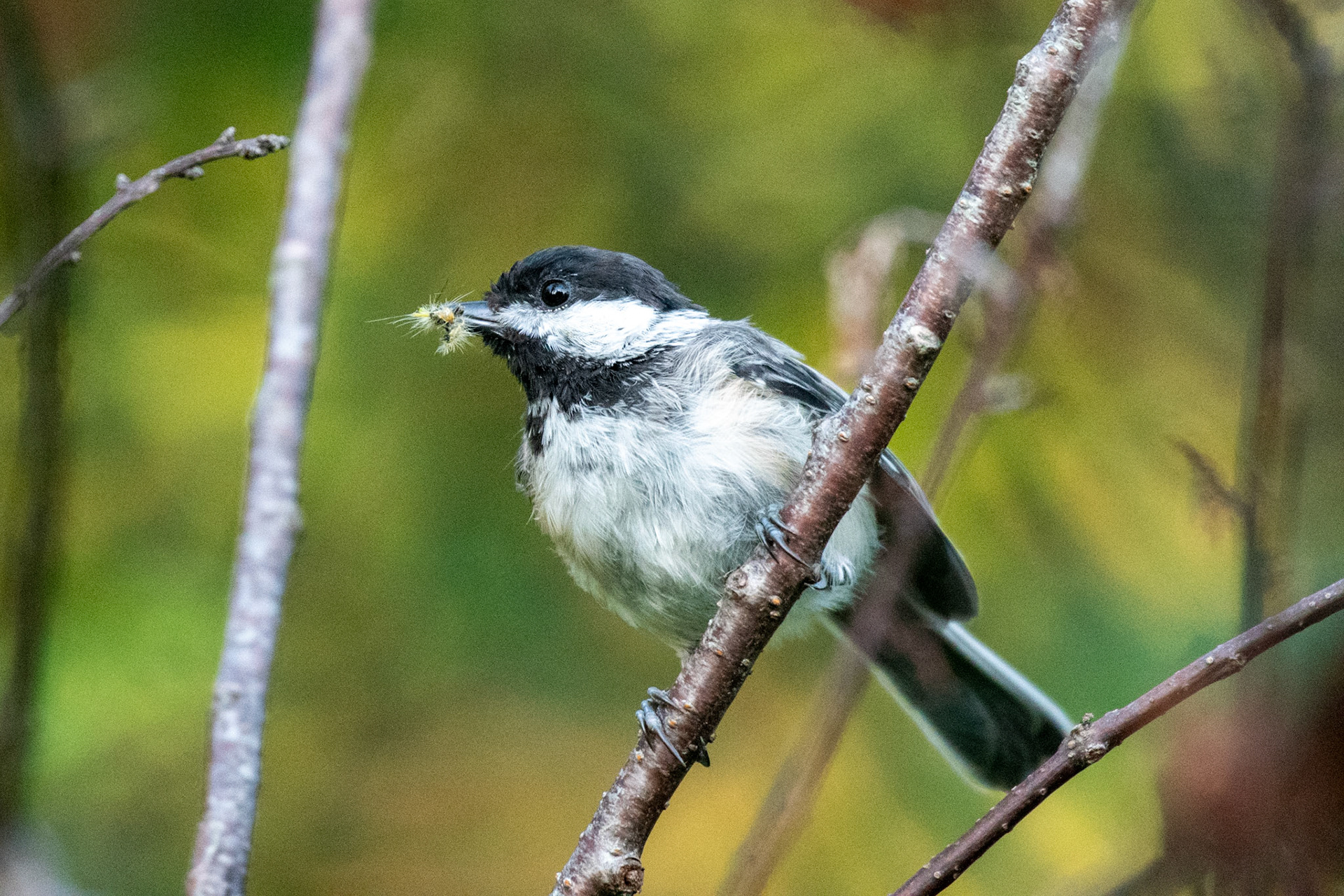 Black-capped Chickadee