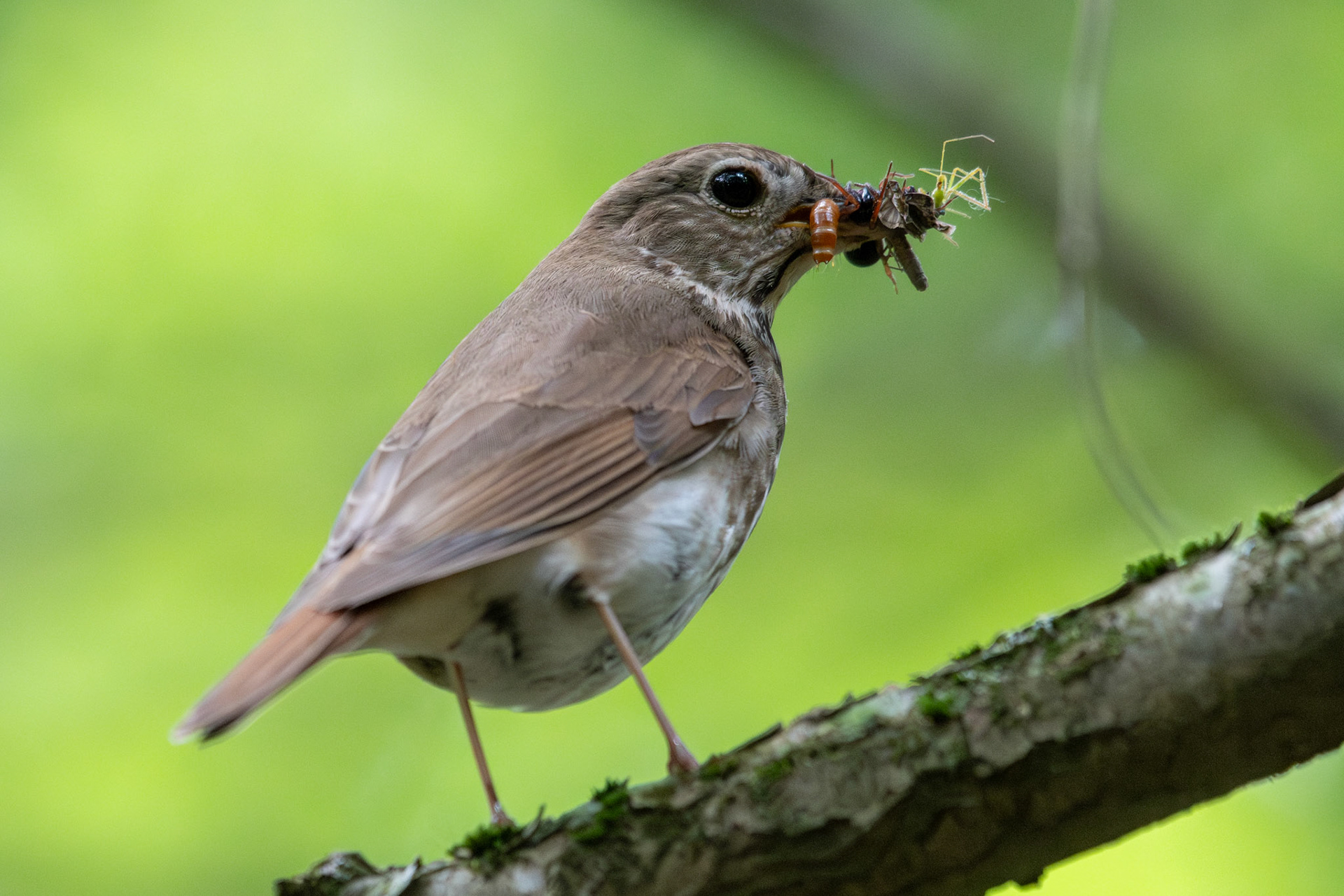 Hermit thrush (Enfield, NH)
