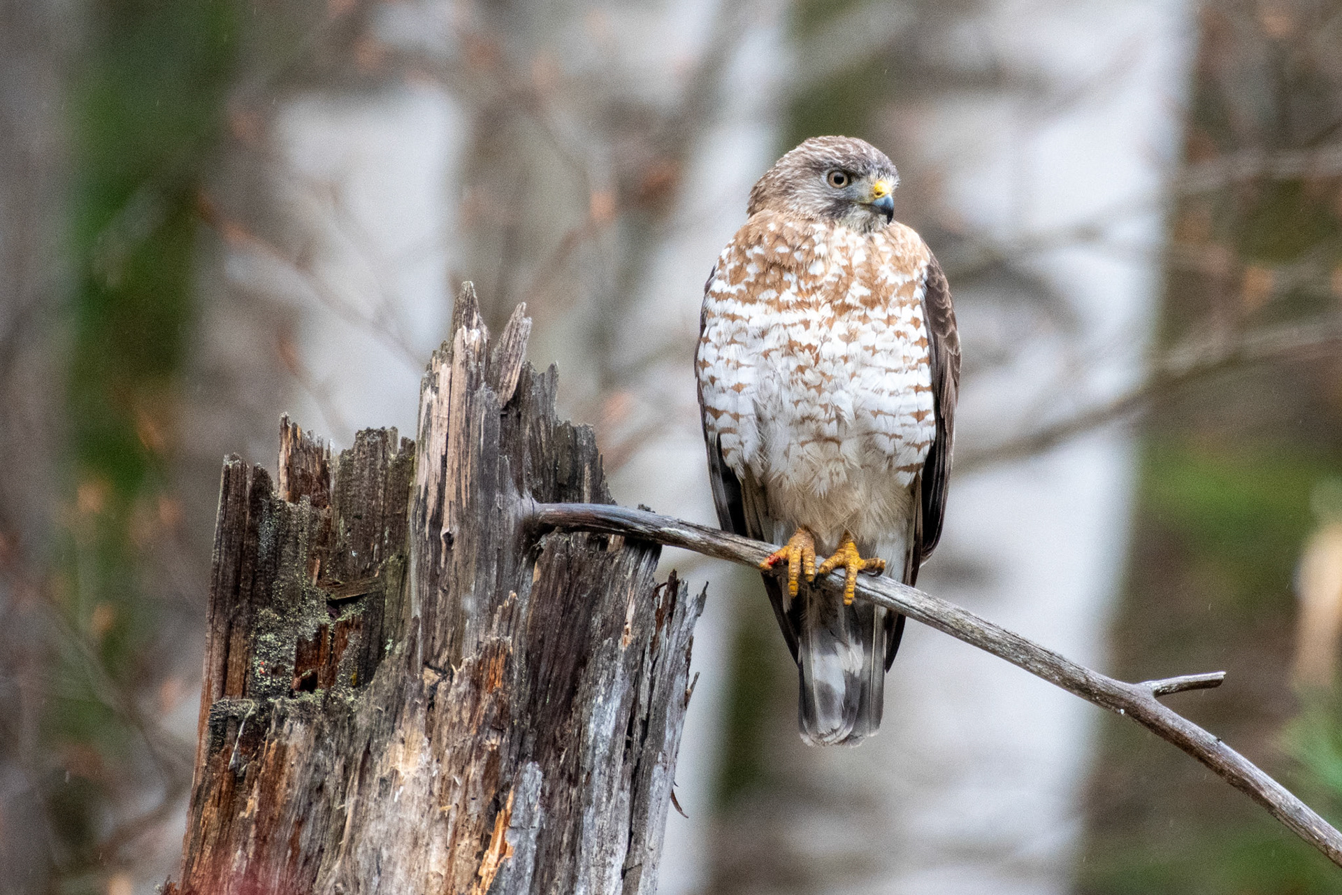 broad-winged hawk?