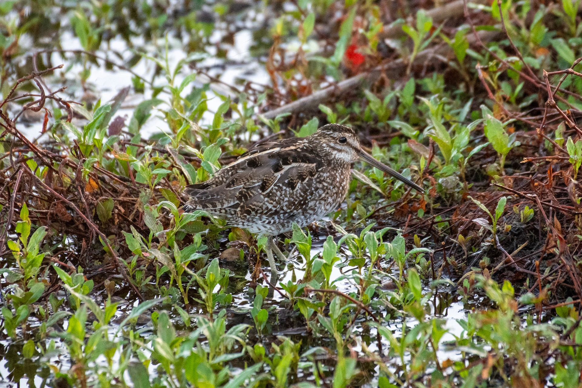 Wilson's Snipe