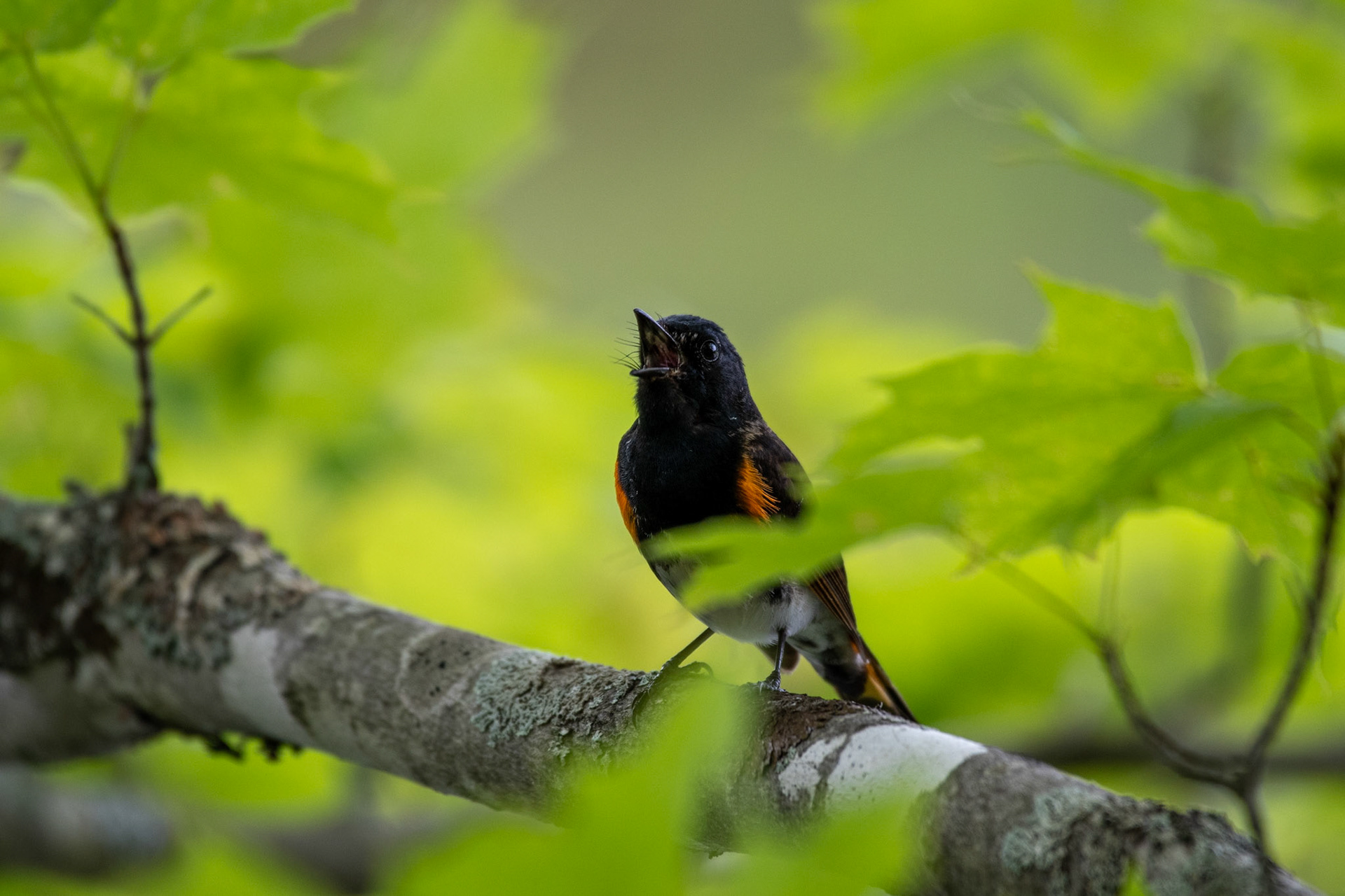 American redstart (Enfield, NH)