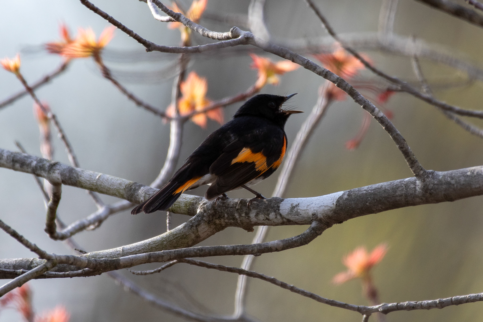American redstart
