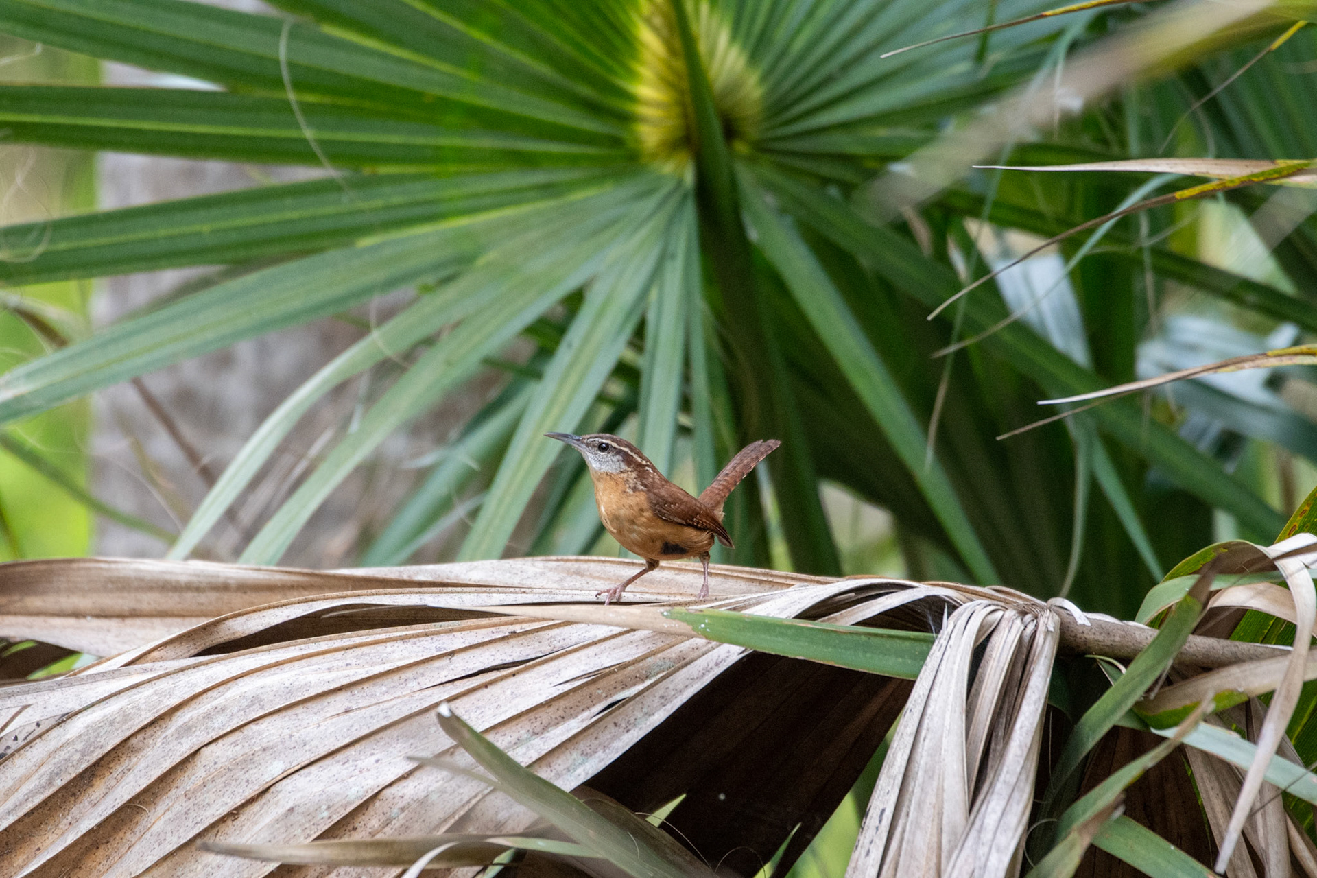 Carolina Wren