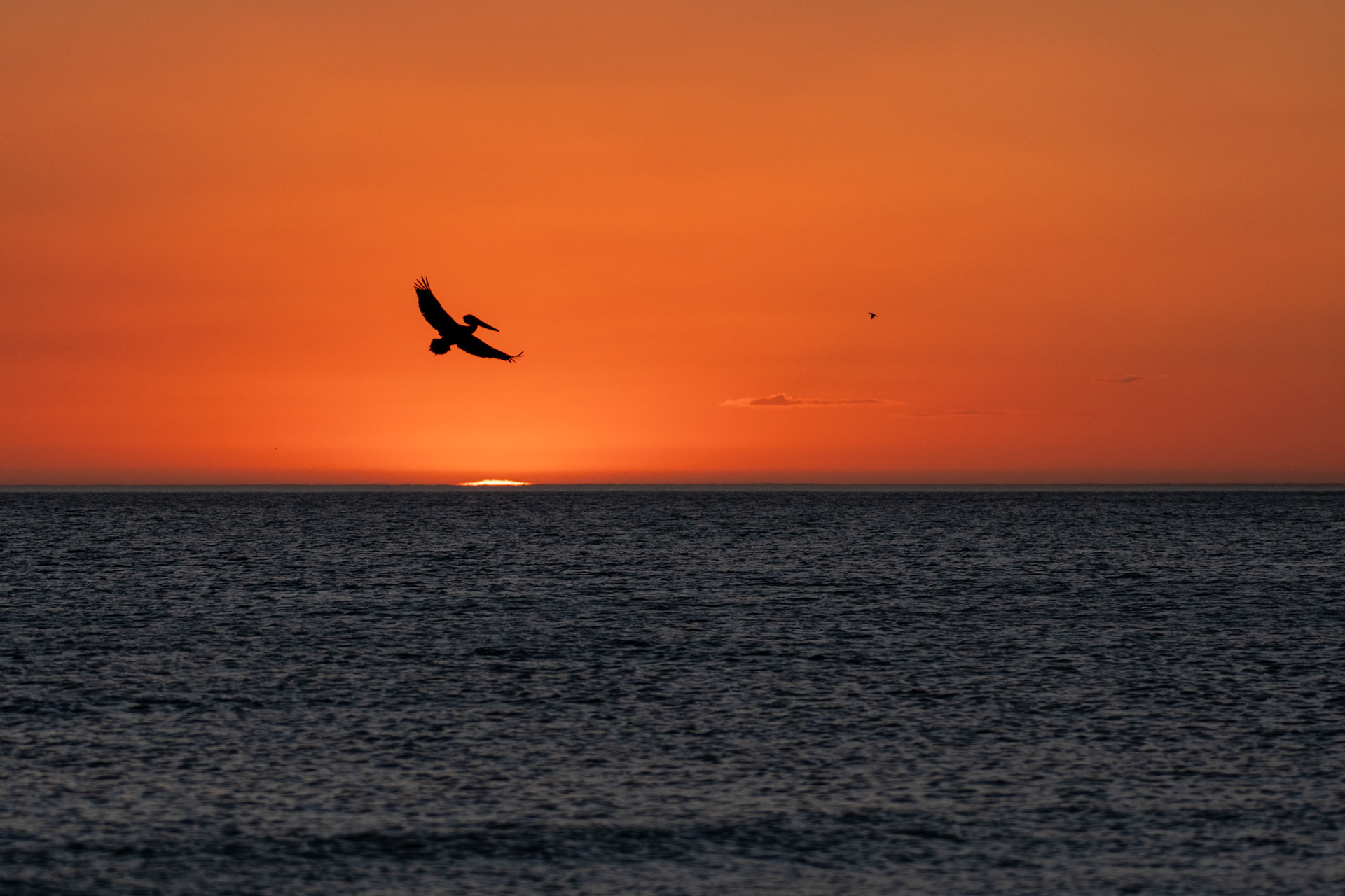 Brown Pelican