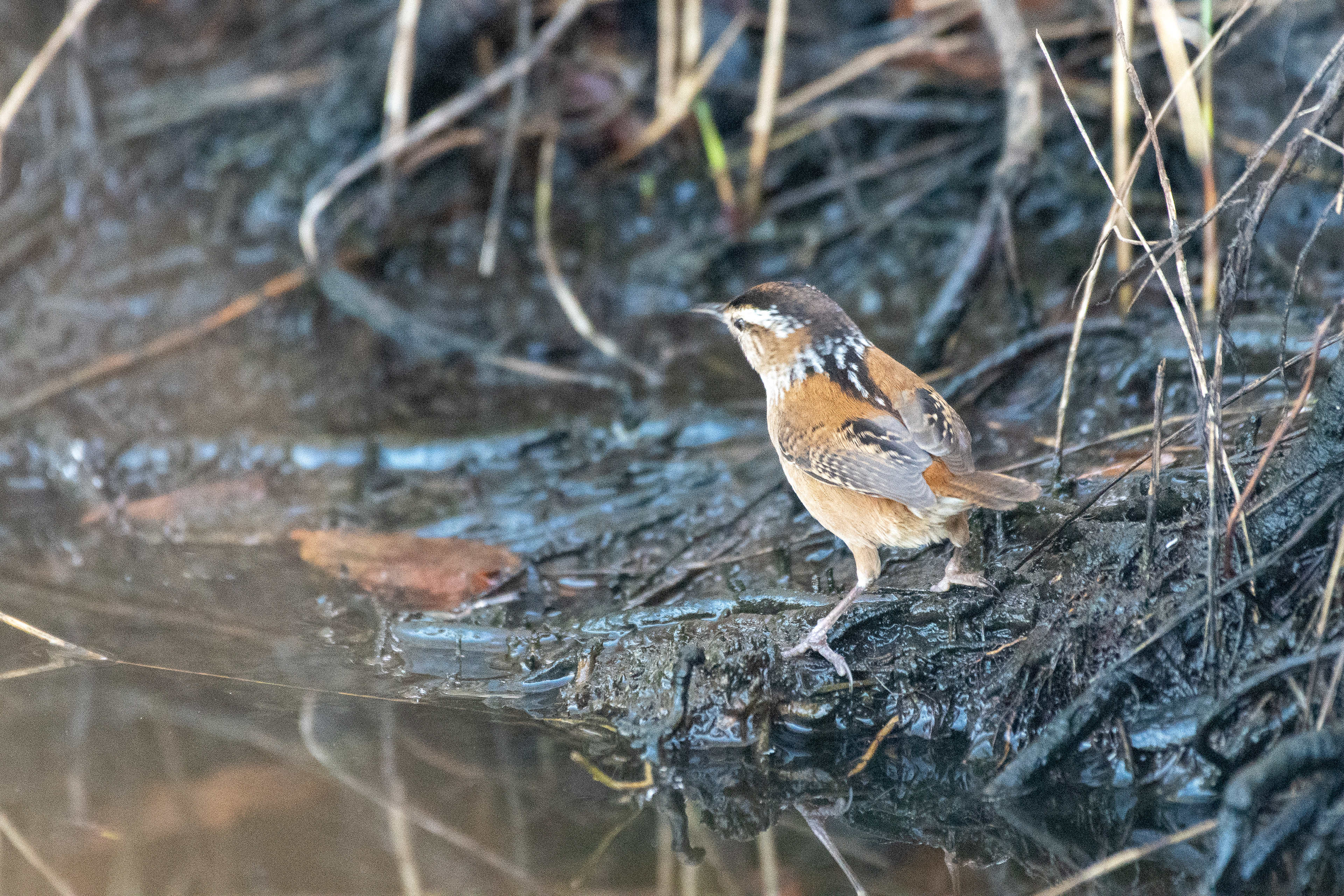 Marsh wren