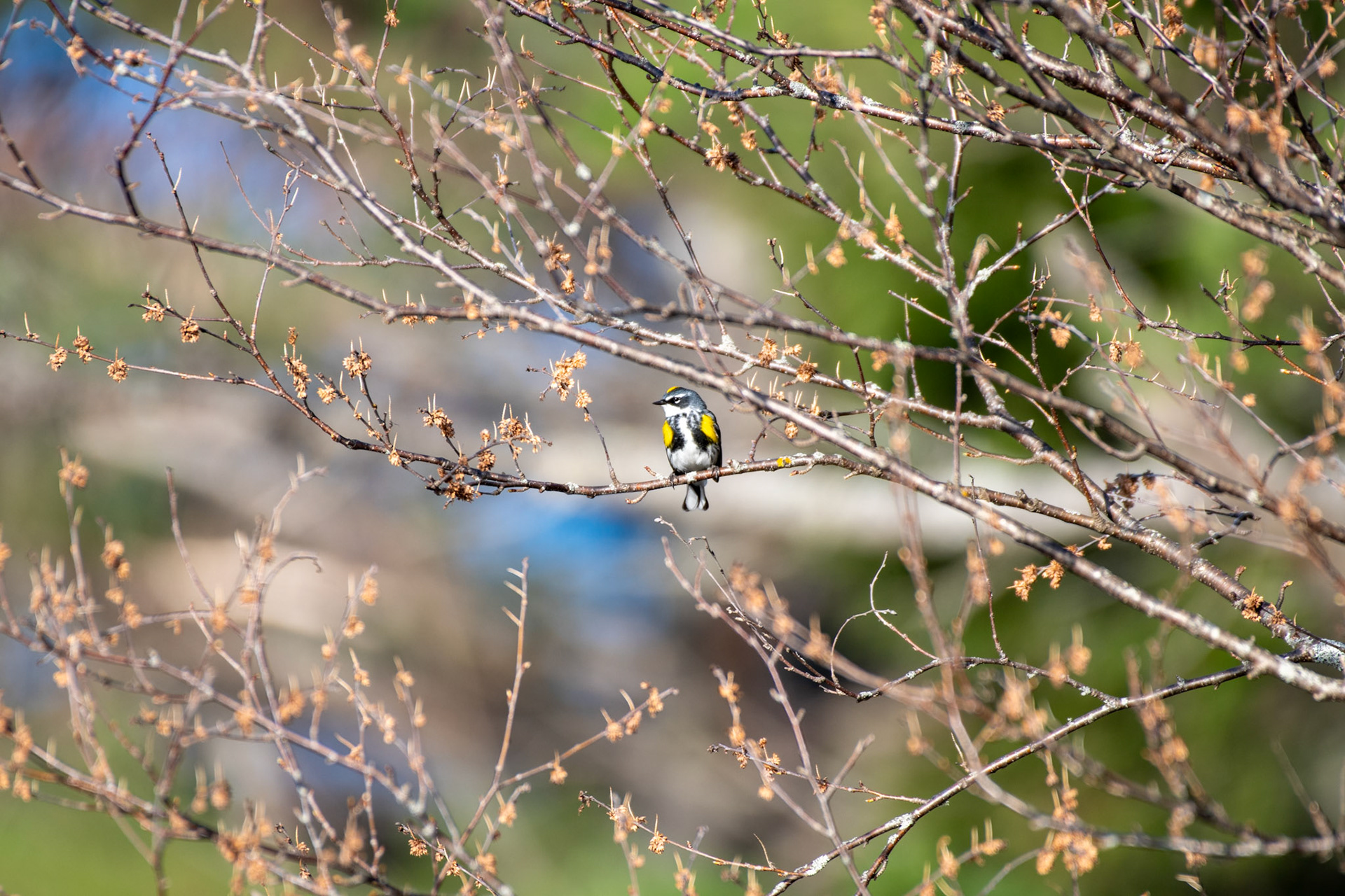 Yellow-rumbed Warbler (Enfield, NH)
