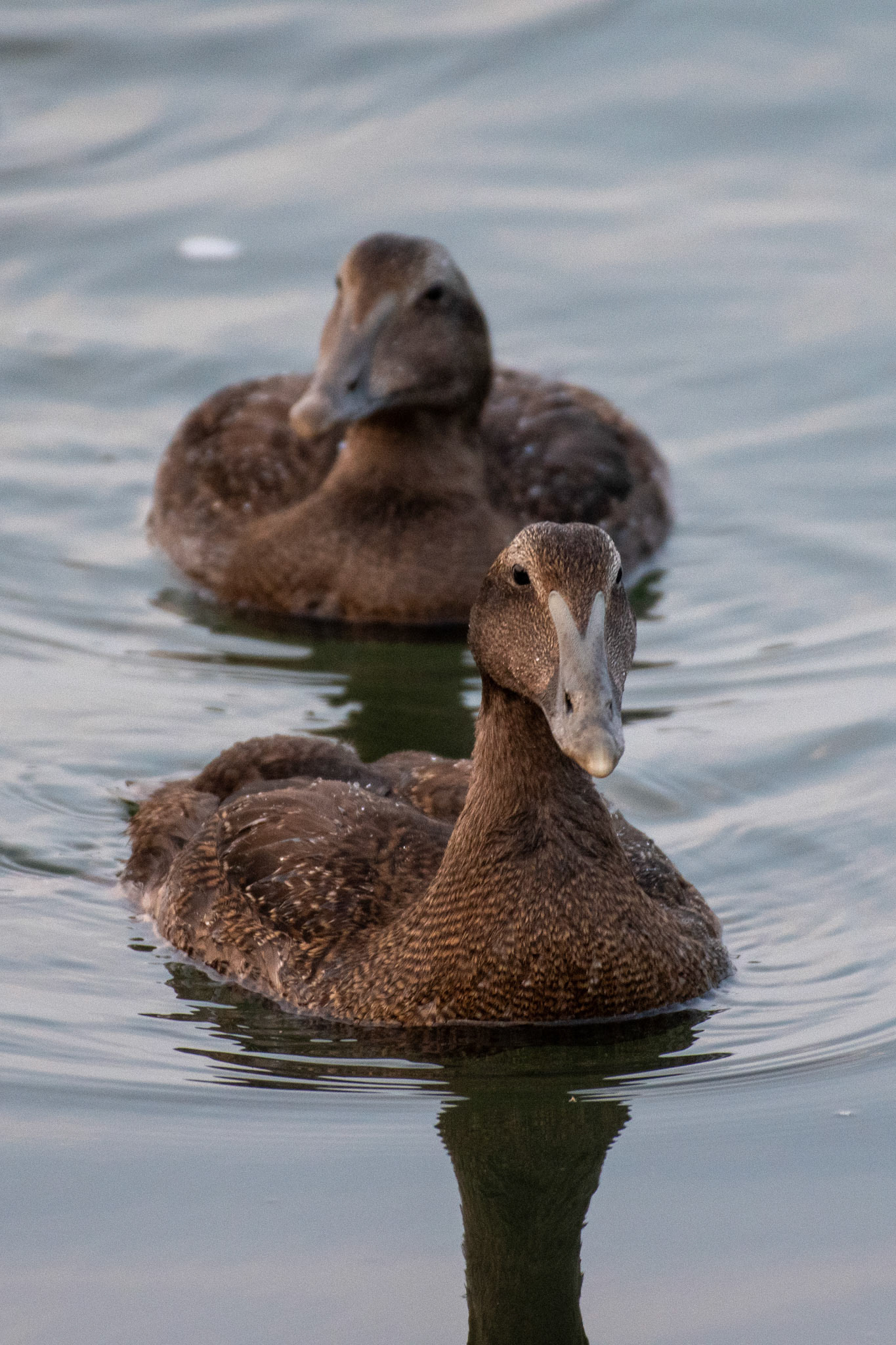 Common Eiders (females)