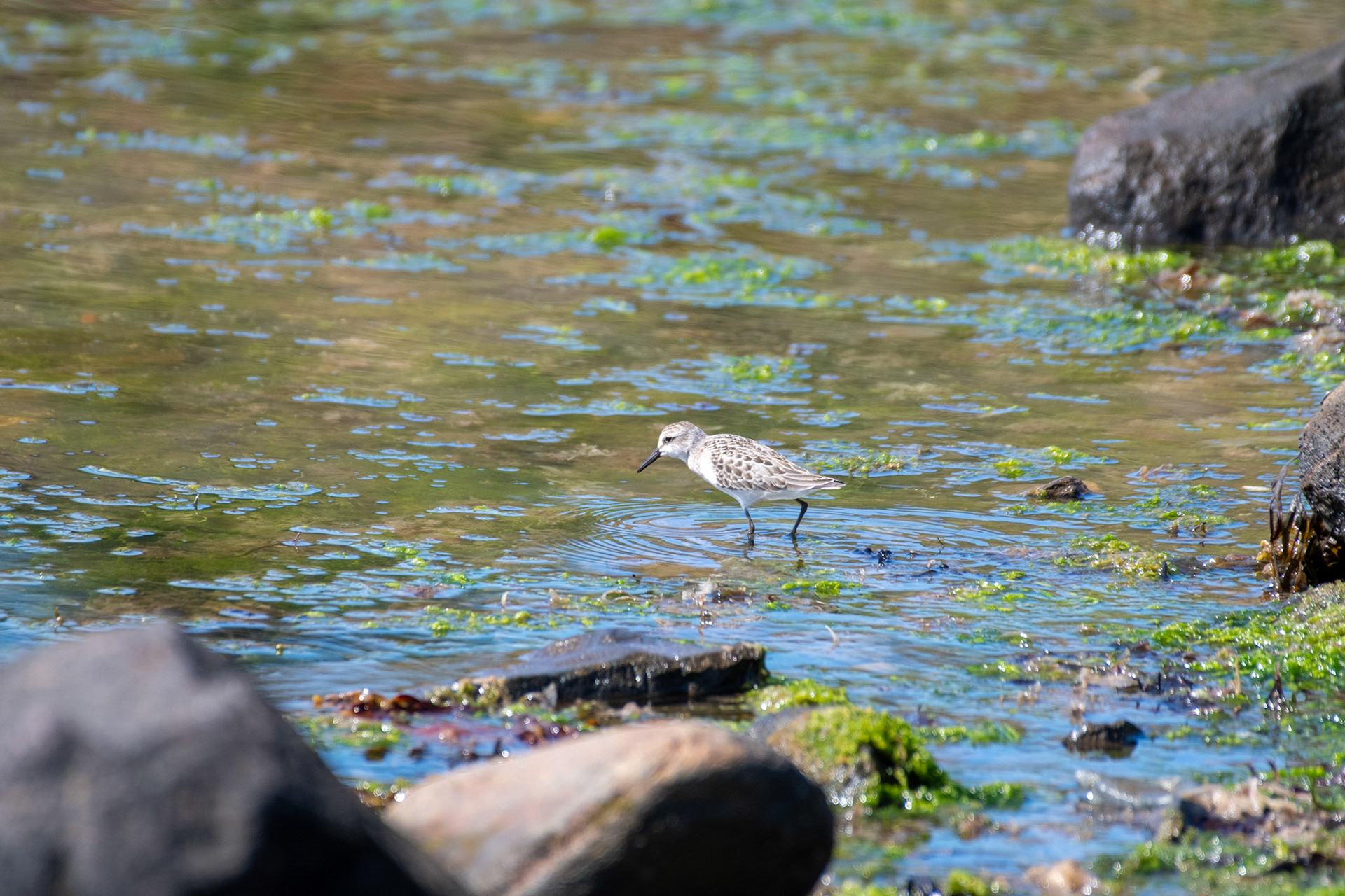 Semi-palmated Sandpiper