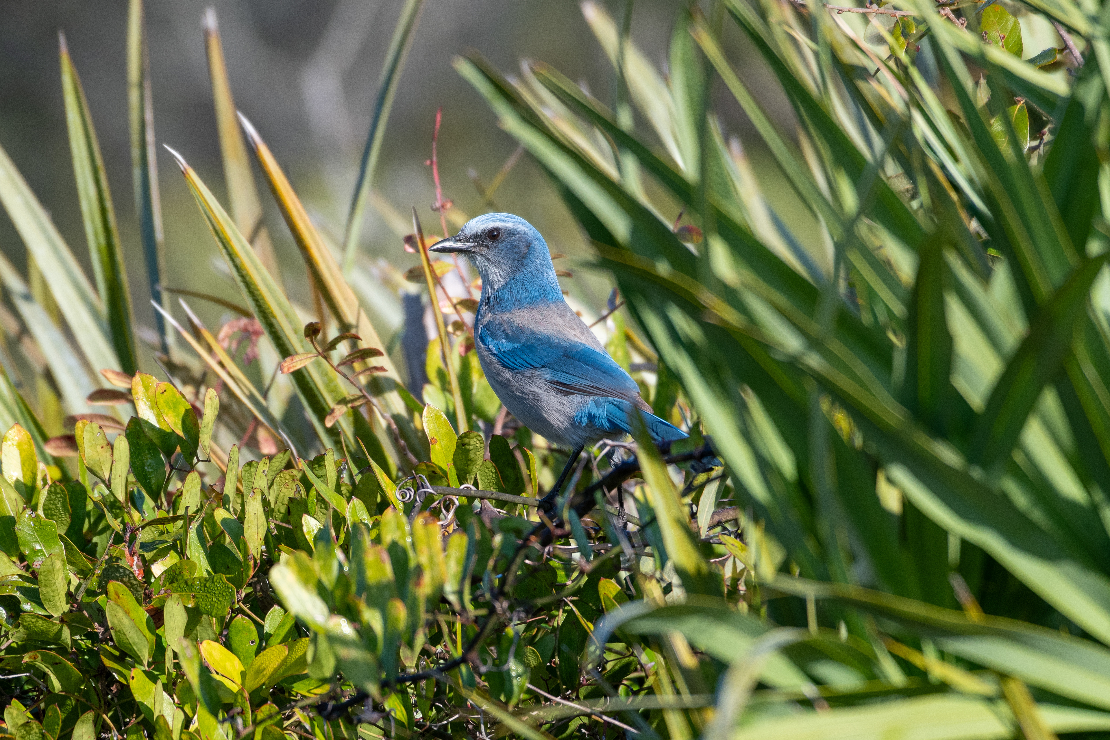 Florida scrub jay