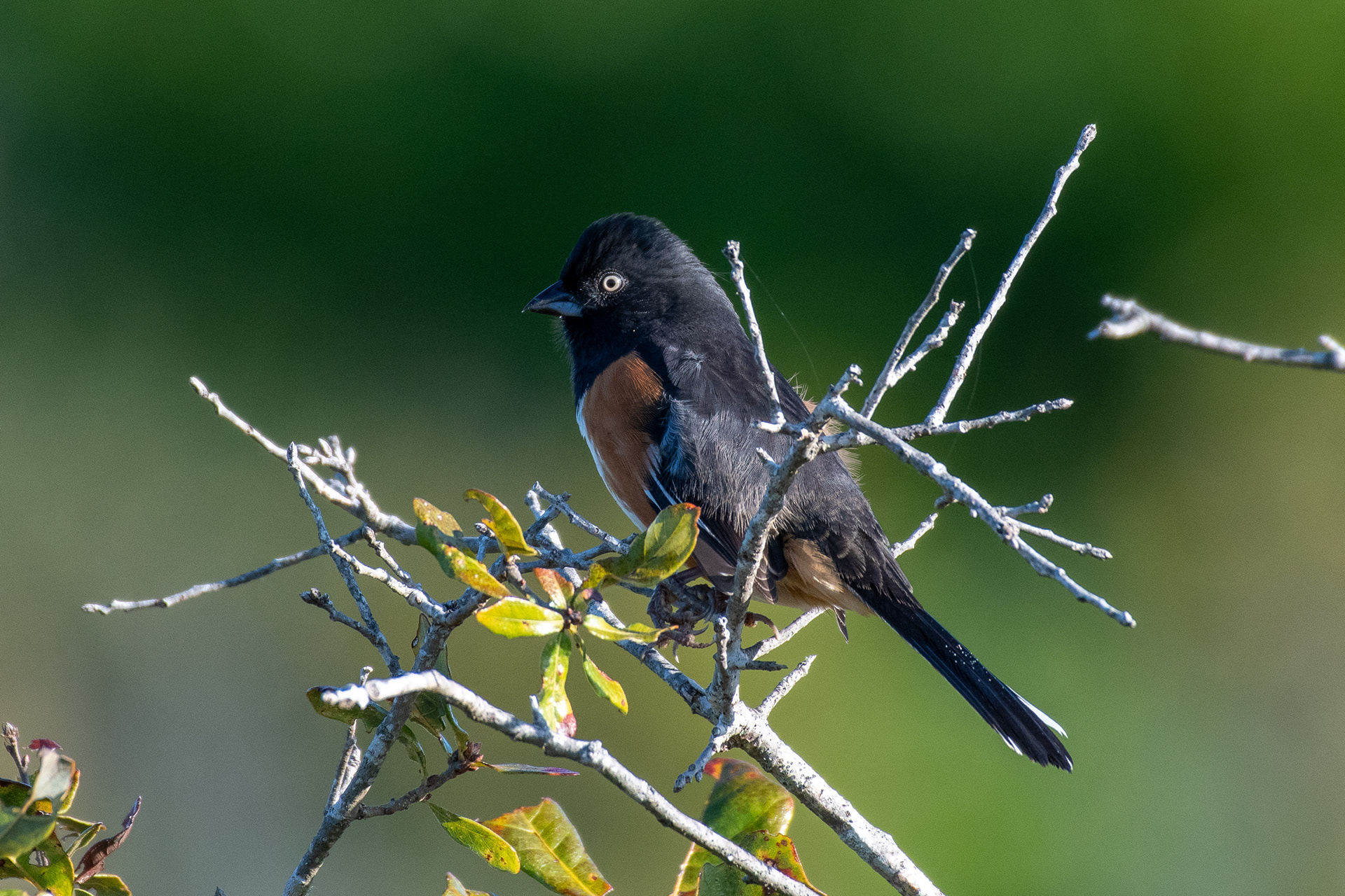Eastern towhee