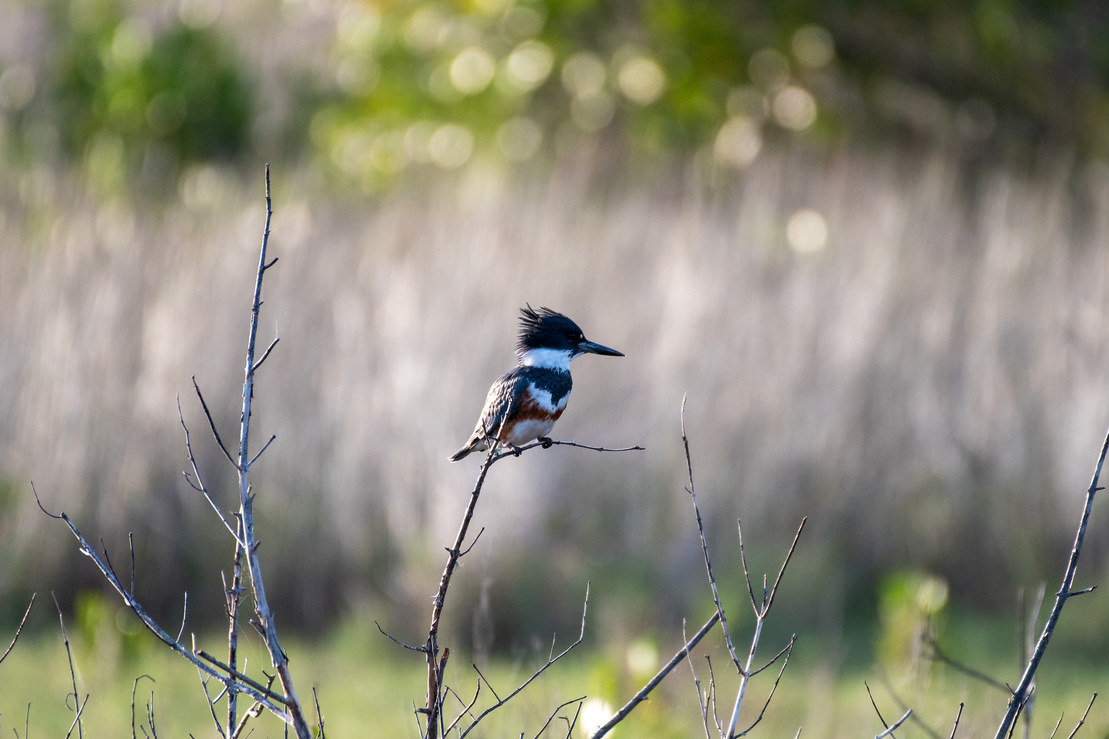 Belted kingfisher (female)