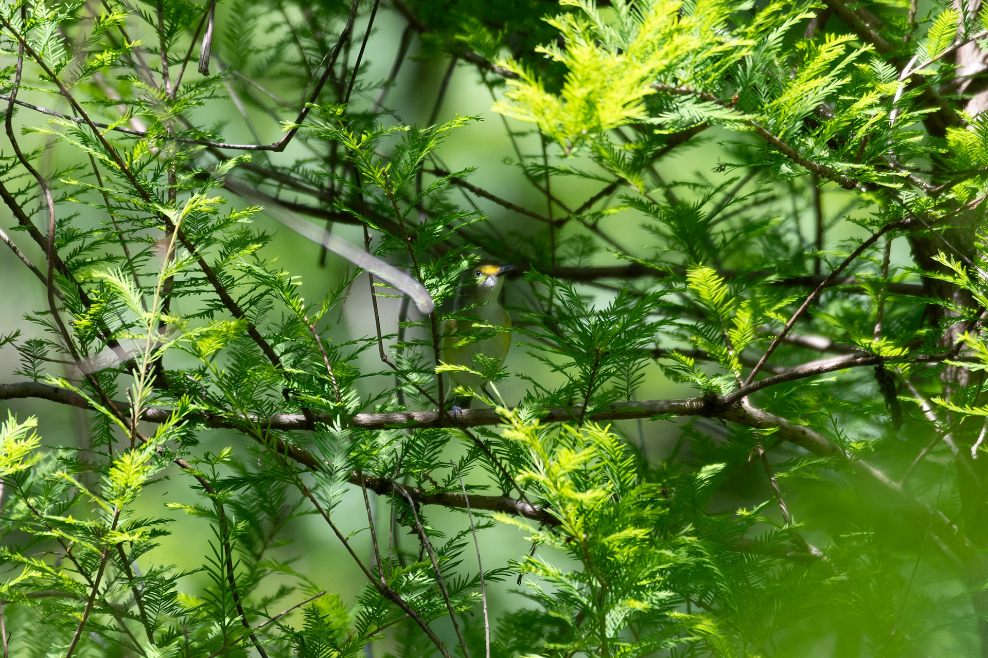 White-eyed vireo