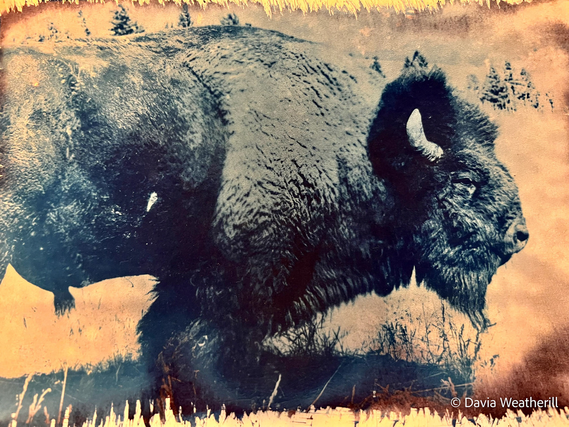 Shot in Yellowstone National Park