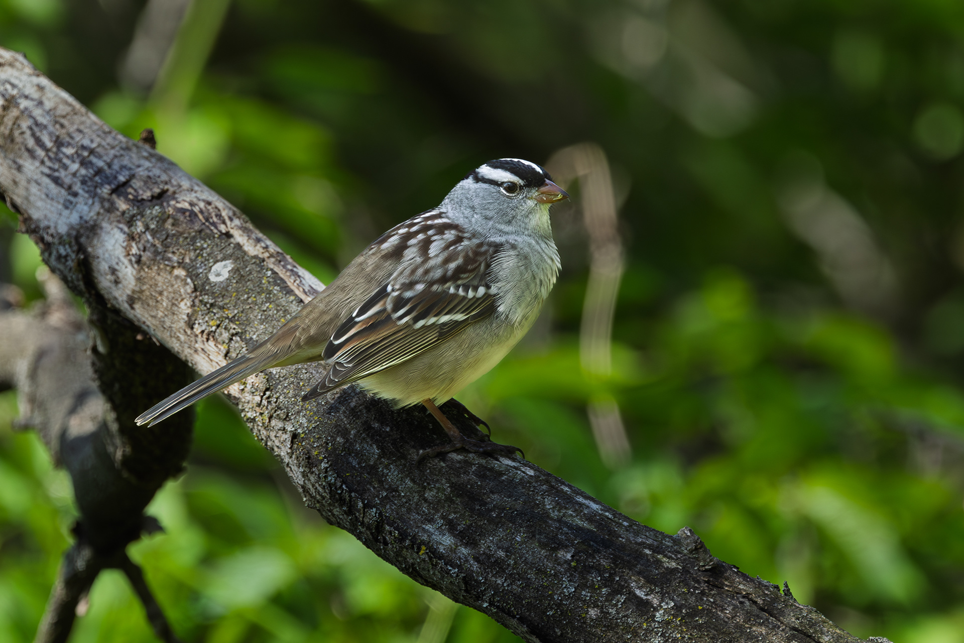 White-crowned Sparrow