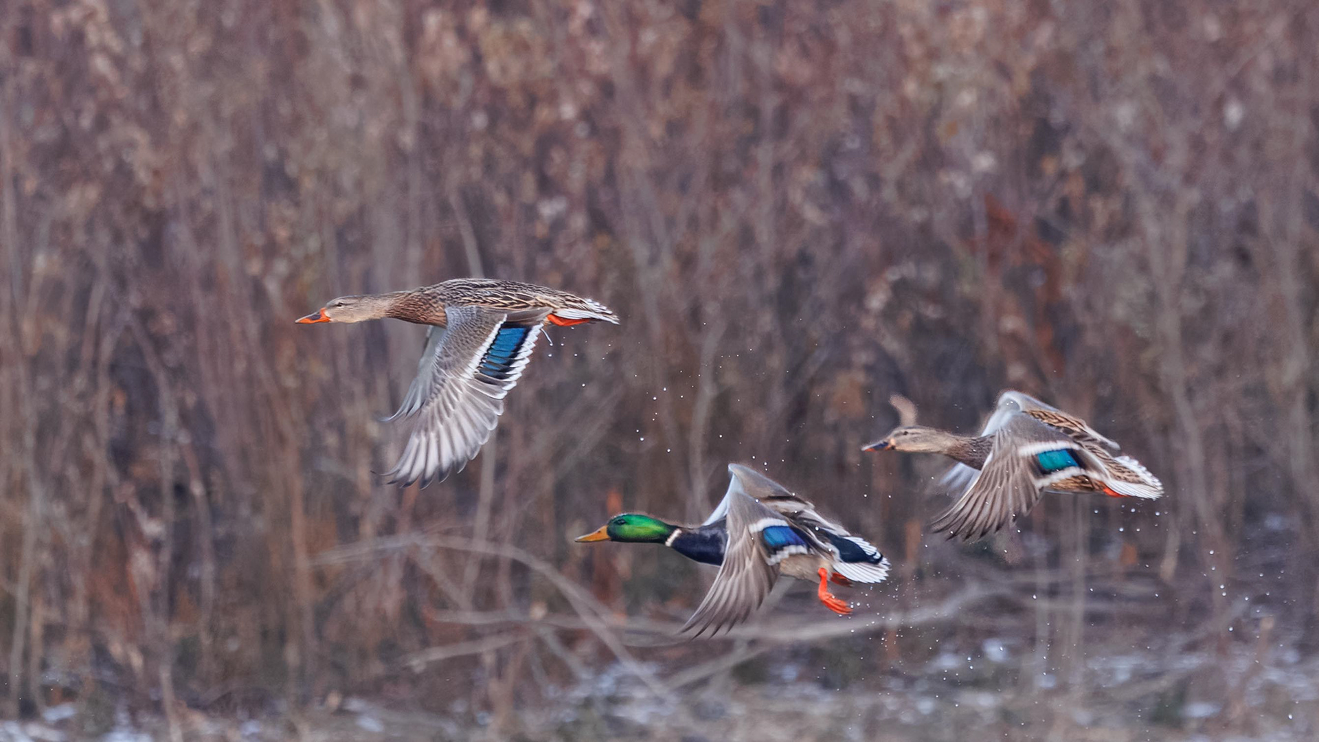Mallards