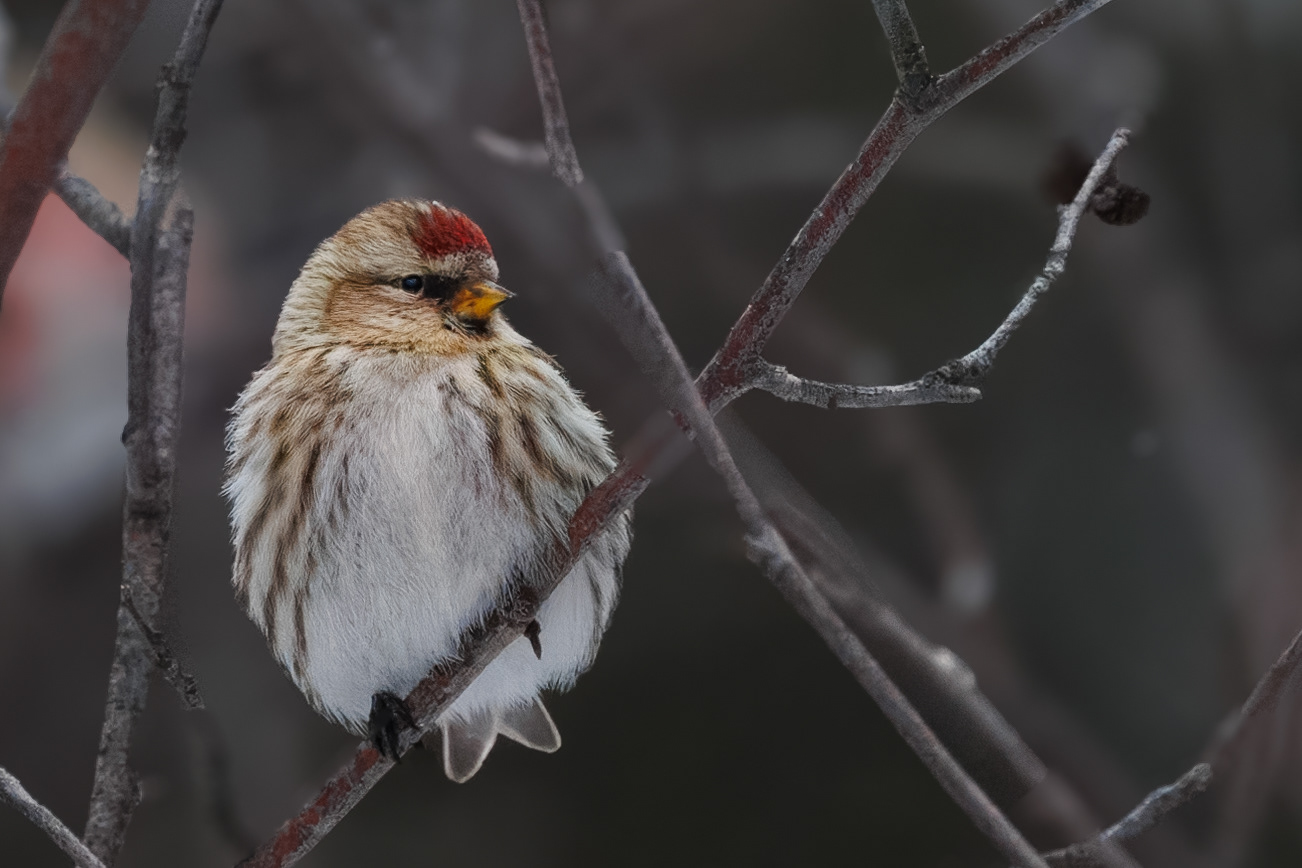 Common Redpoll