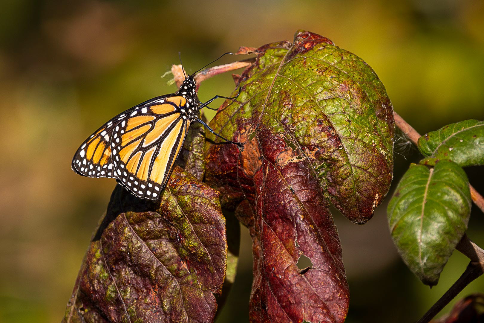 Monarch
