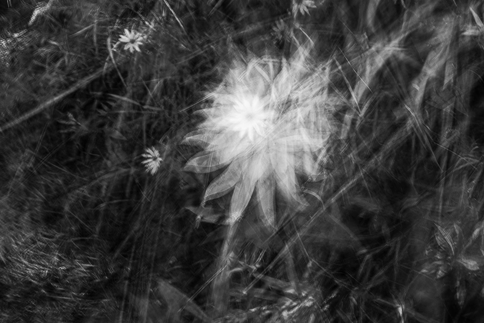 Ghostly Bloom