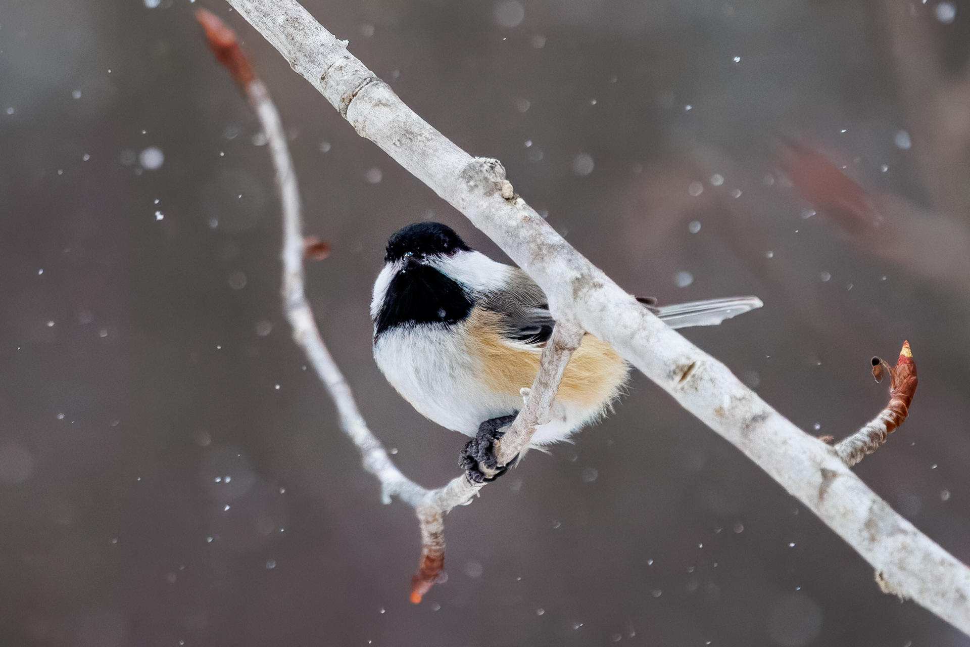 Black-capped Chickadee