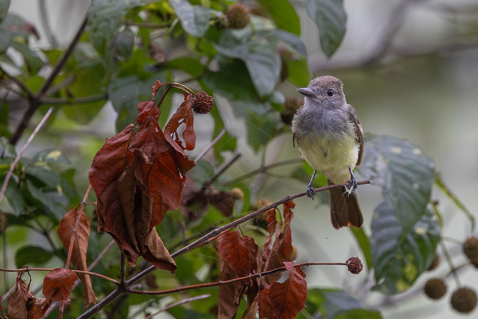 Great-crested Flycatcher