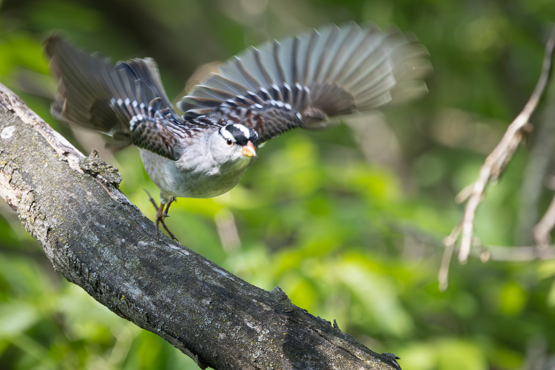 White-crowned Sparrow