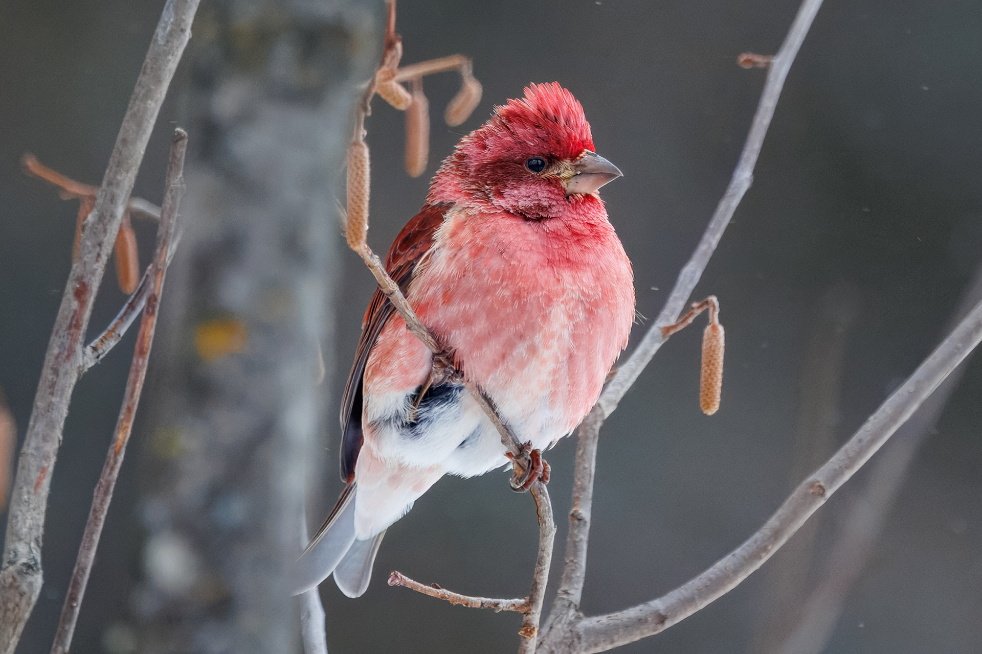 Purple Finch