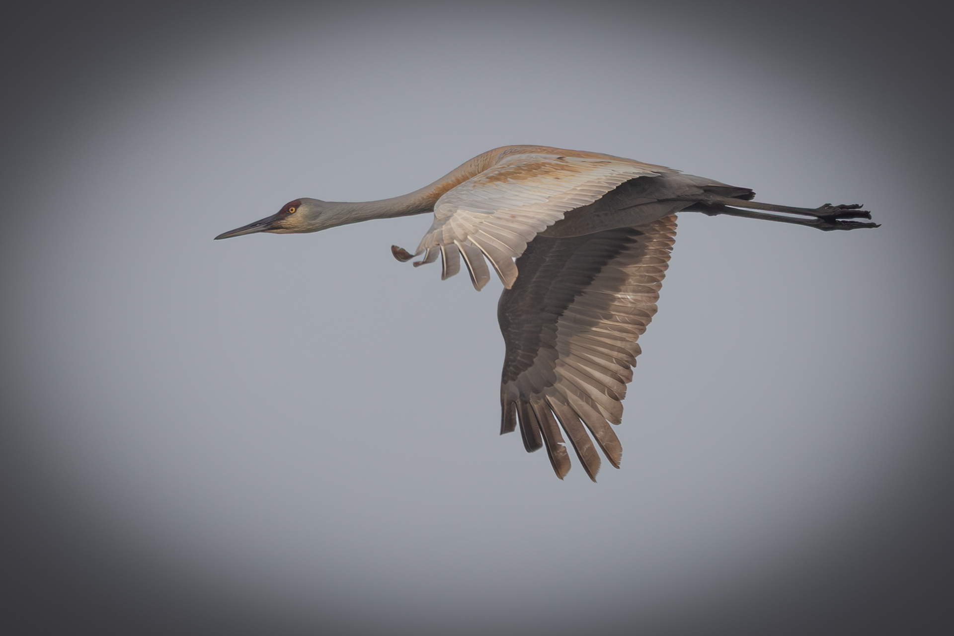 Sandhill Crane