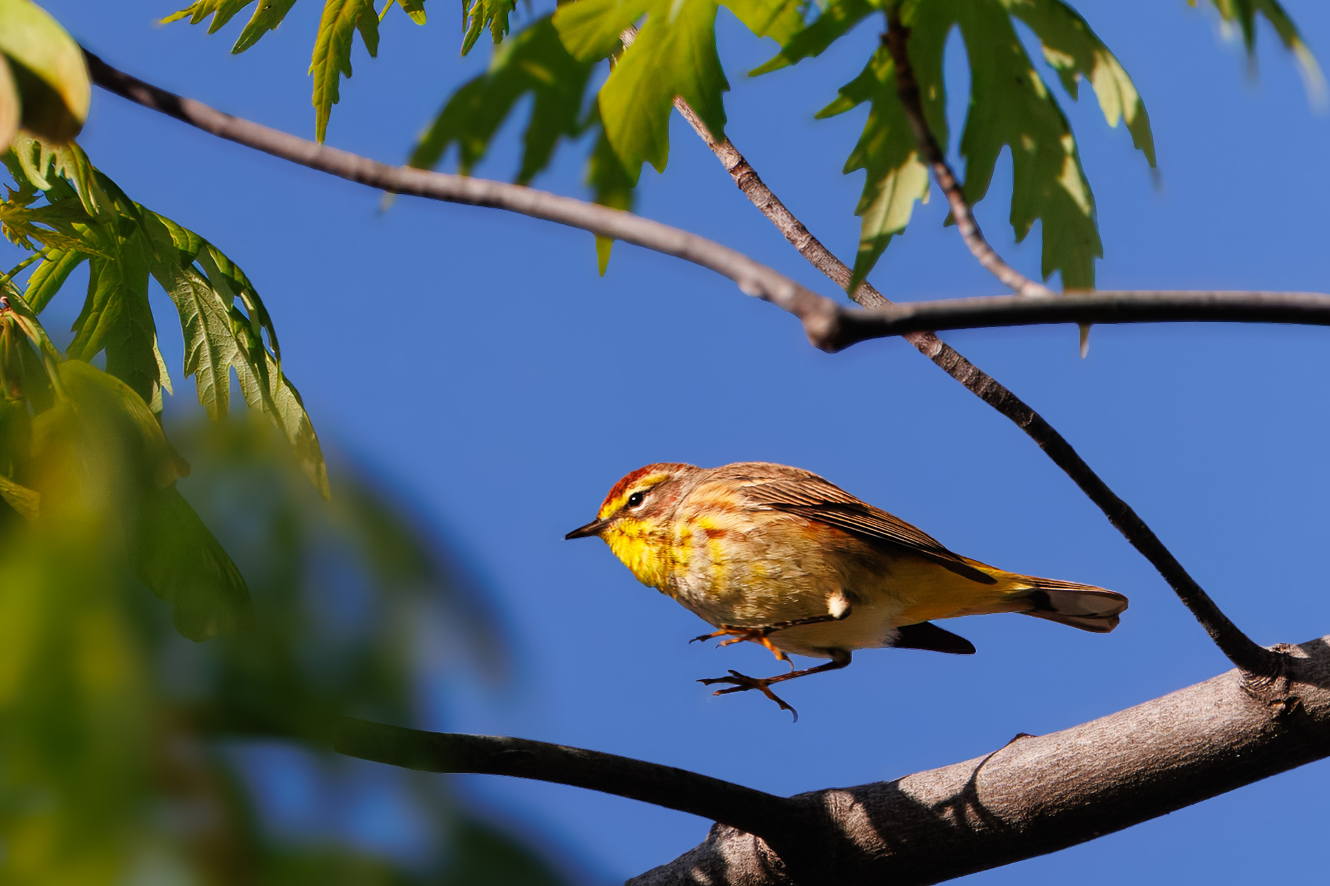 Palm Warble