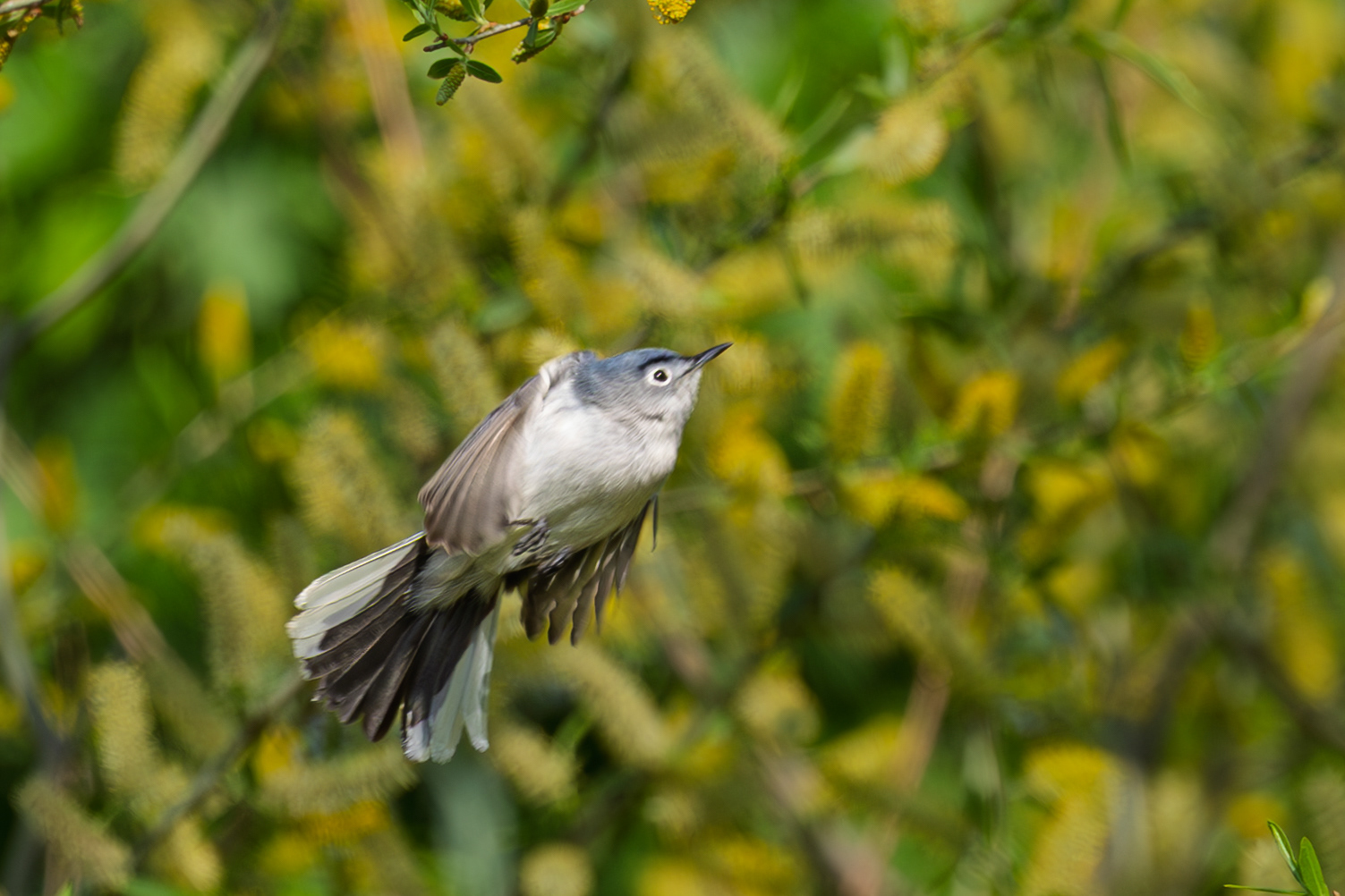 Blue-gray Gnatcatcher